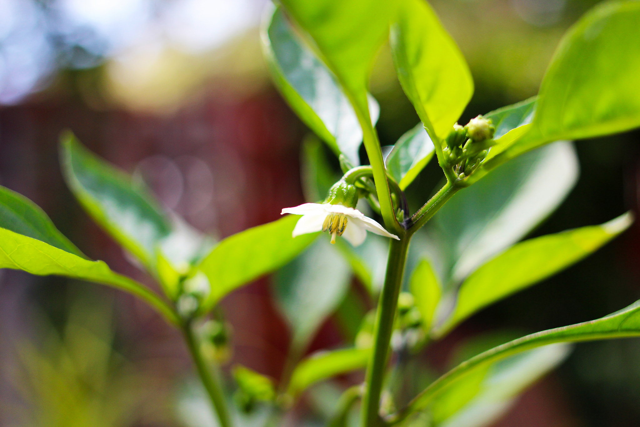 Canon EOS 650D (EOS Rebel T4i / EOS Kiss X6i) + Canon EF 24mm F2.8 IS USM sample photo. Chilli flower photography
