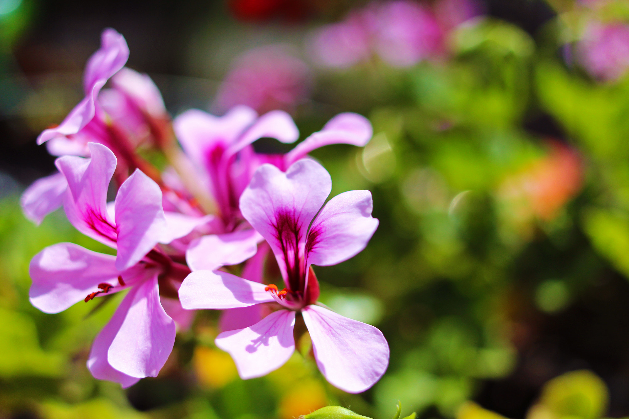 Canon EF 24mm F2.8 IS USM sample photo. Pink flower bloom photography