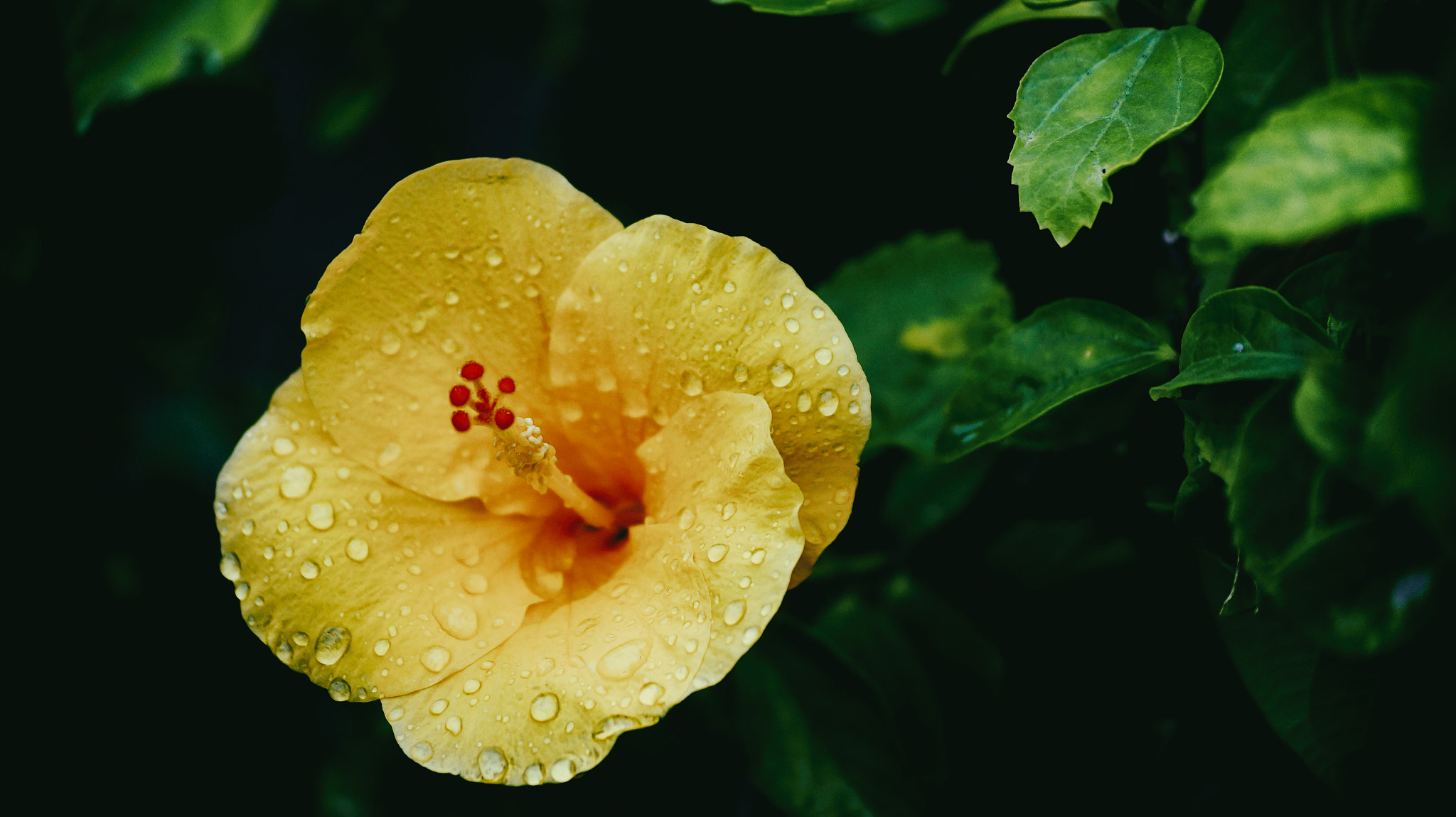Sony SLT-A58 + Sony DT 55-200mm F4-5.6 SAM sample photo. Yellow hibiscus photography
