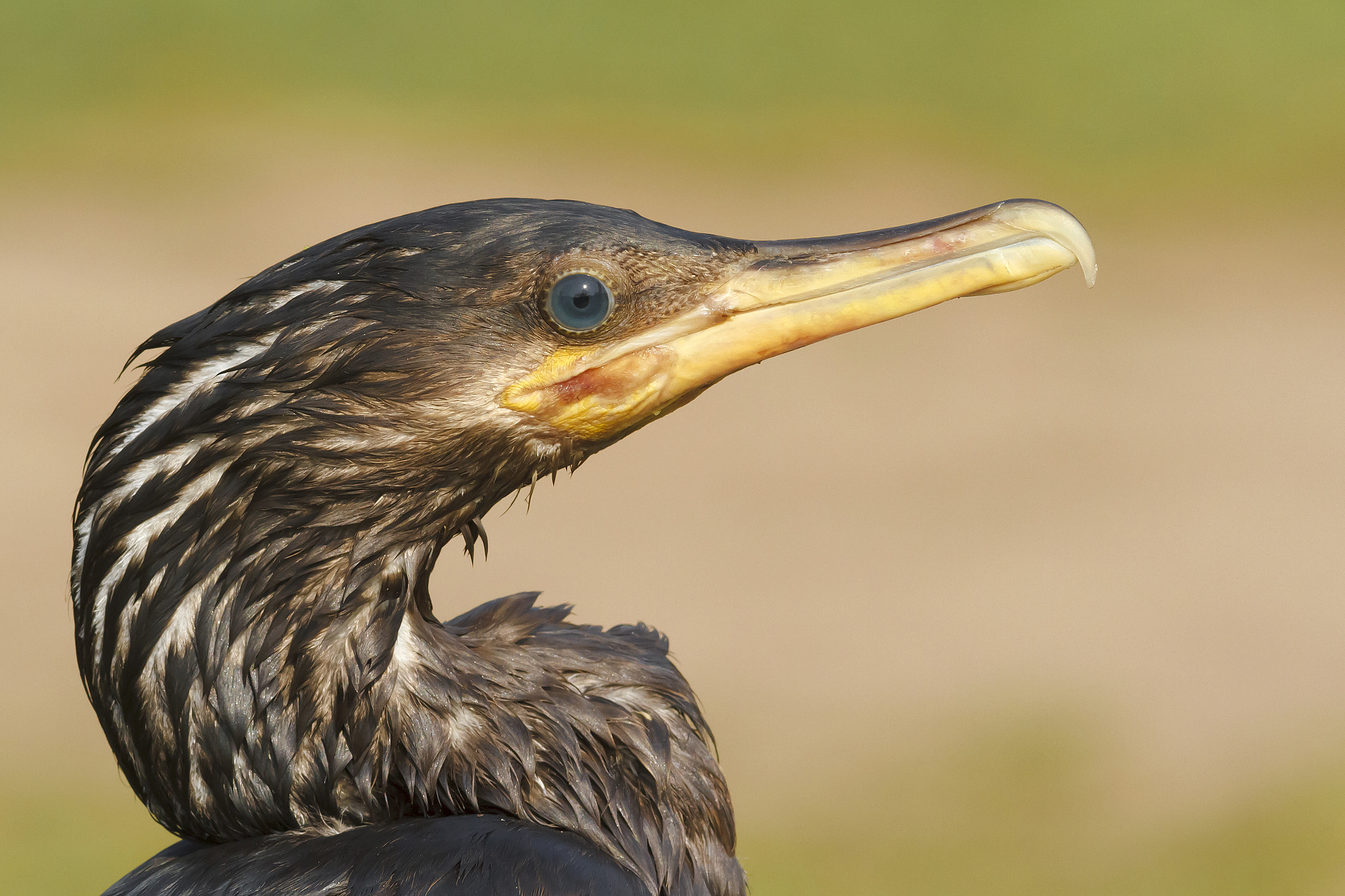 Canon EOS 7D + Canon EF 300mm F4L IS USM sample photo. Phalacrocorax brasilianus biguá neotropic cormorant photography