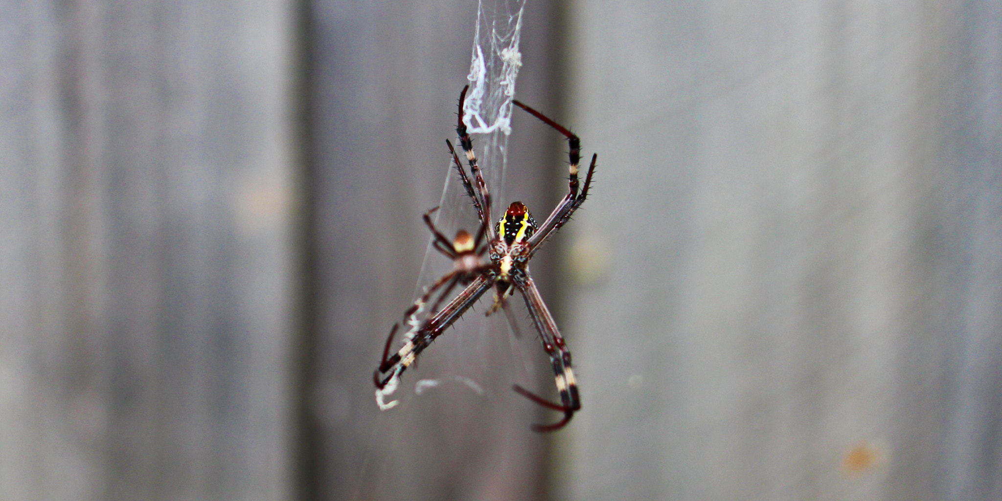 Canon EOS 650D (EOS Rebel T4i / EOS Kiss X6i) + Canon EF 24mm F2.8 IS USM sample photo. Spiders close up photography