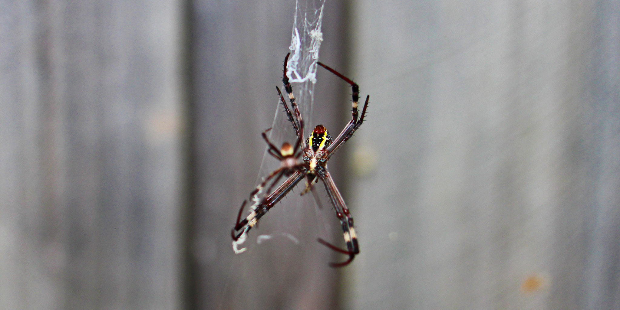 Canon EF 24mm F2.8 IS USM sample photo. Spiders close up photography