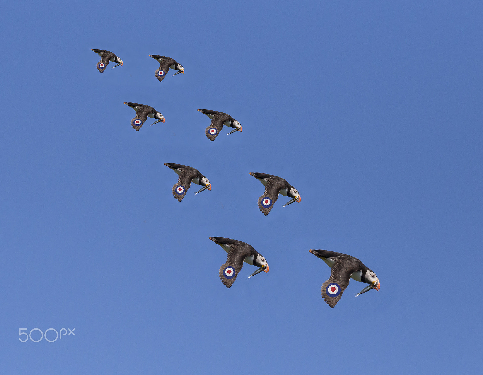 Canon EF 300mm F2.8L IS II USM sample photo. Fishbombers photography