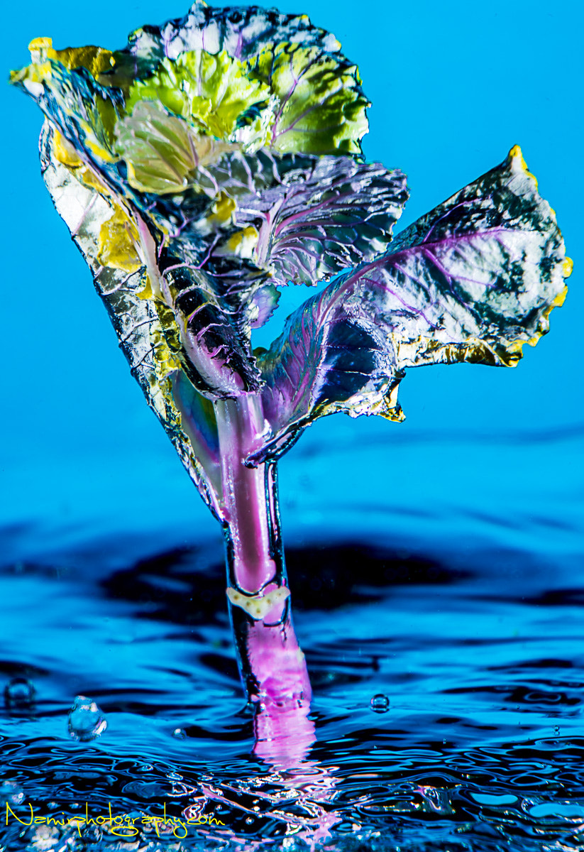 Nikon D500 sample photo. Stunning colored flower photography