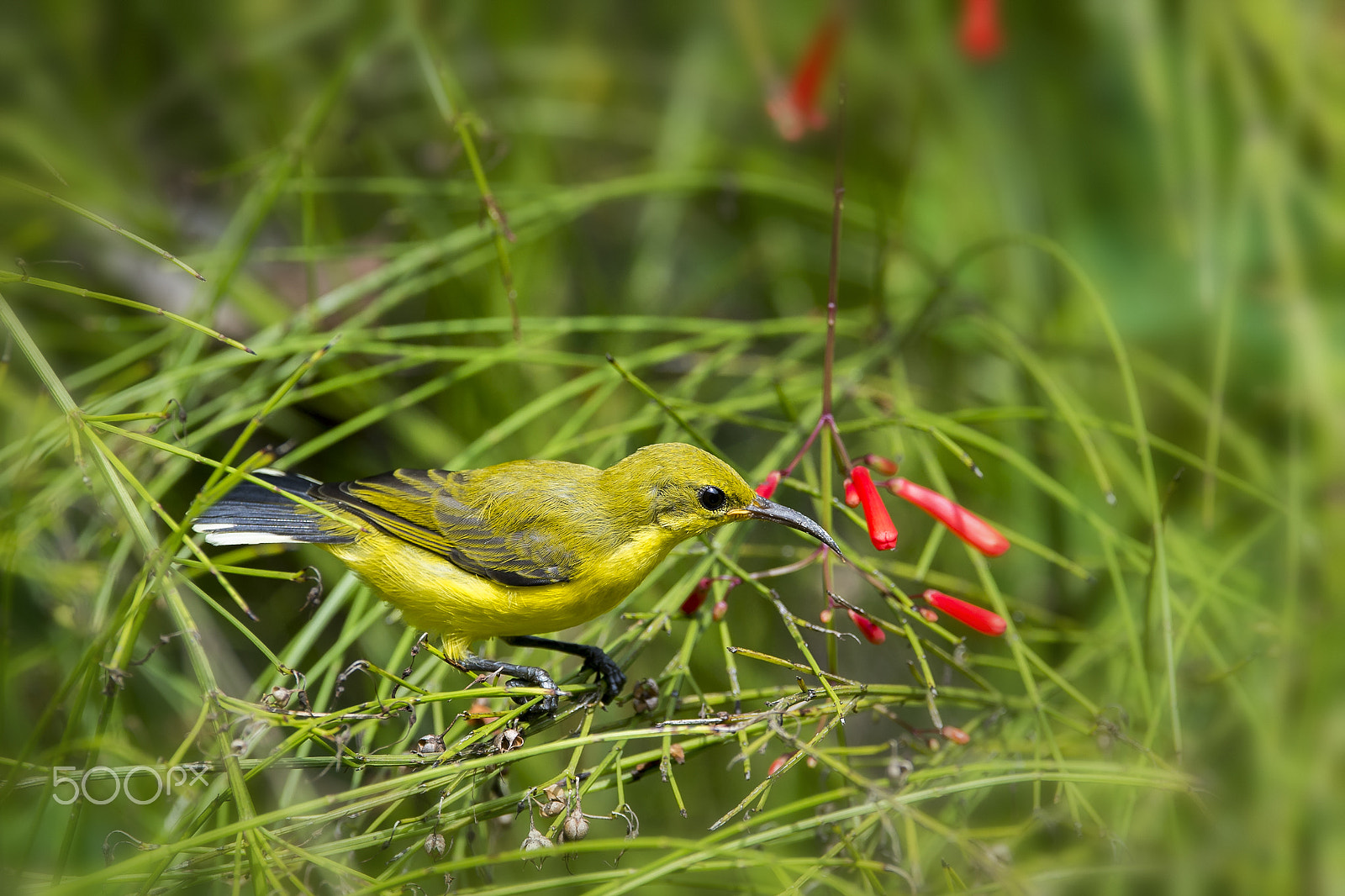 Nikon D4 + Nikon AF-S Nikkor 600mm F4E FL ED VR sample photo. Olive-backed sunbird (f) photography