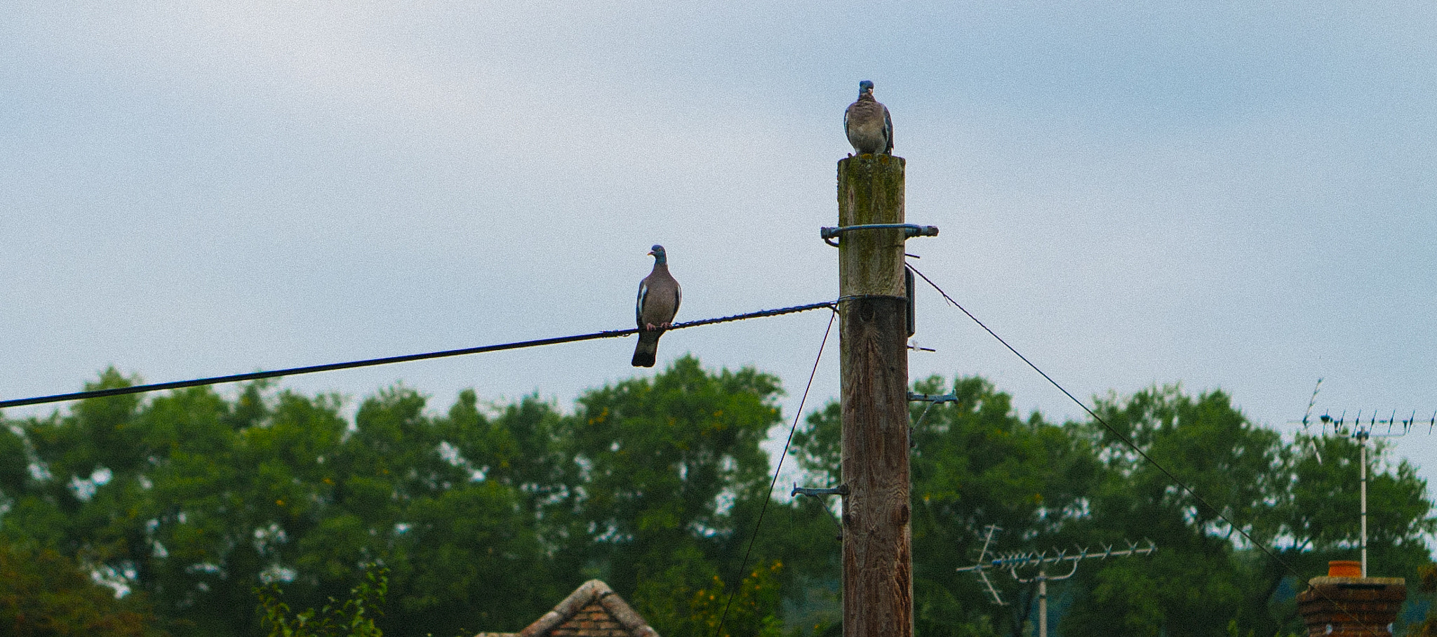 Sony a7S II + E 50mm F1.8 OSS sample photo. Two birds photography