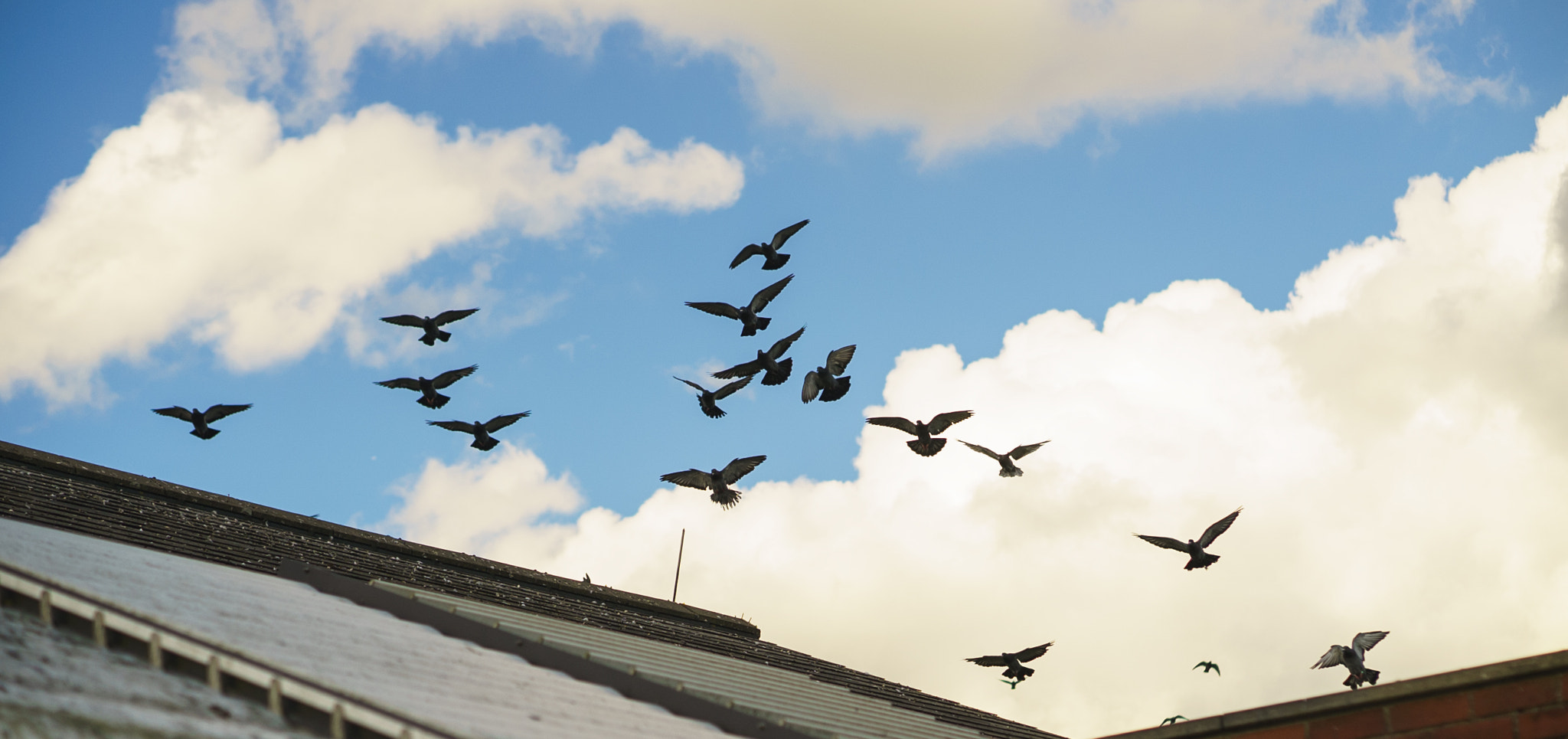 E 50mm F1.8 OSS sample photo. Flying photography
