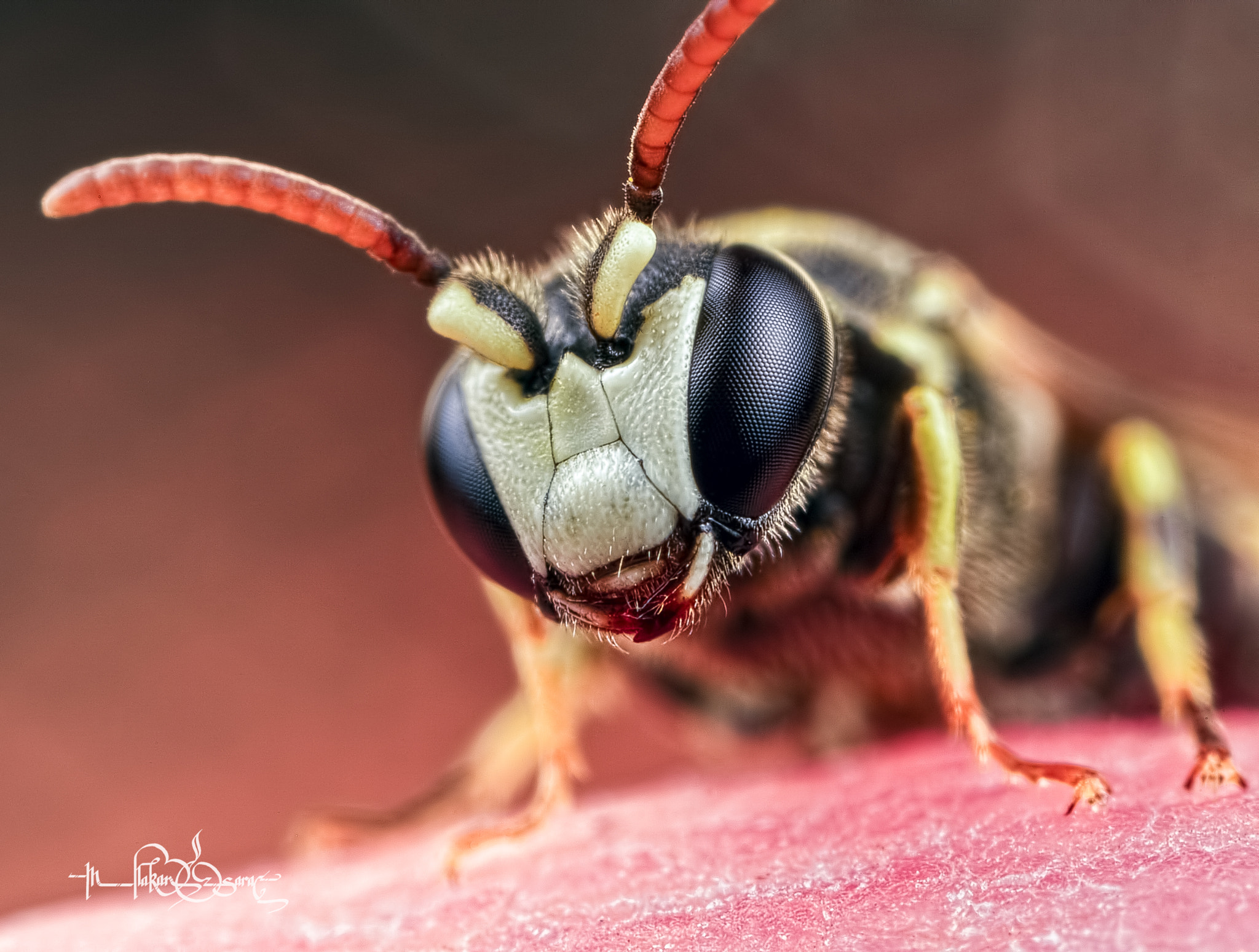 Canon MP-E 65mm F2.5 1-5x Macro Photo sample photo. Very close photography