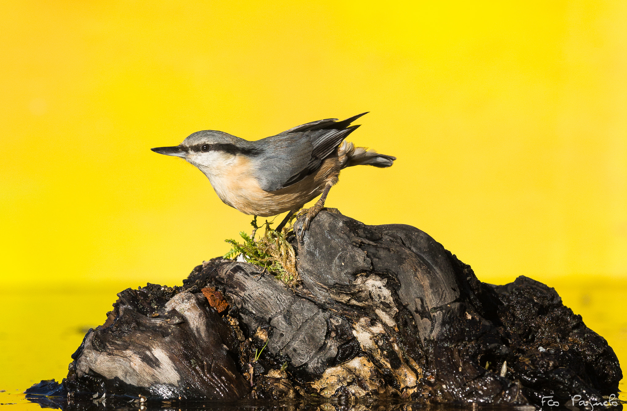 Sony a99 II + 300mm F2.8 G sample photo. Trepador azul photography