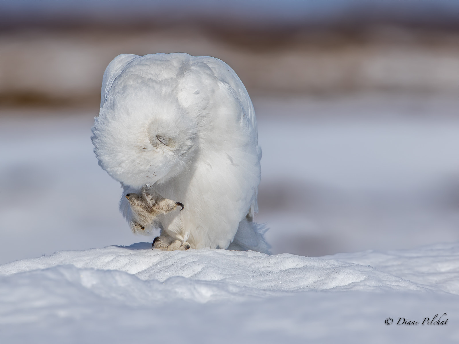 Canon EOS 7D Mark II + Canon EF 300mm F2.8L IS II USM sample photo. I'm itching? photography