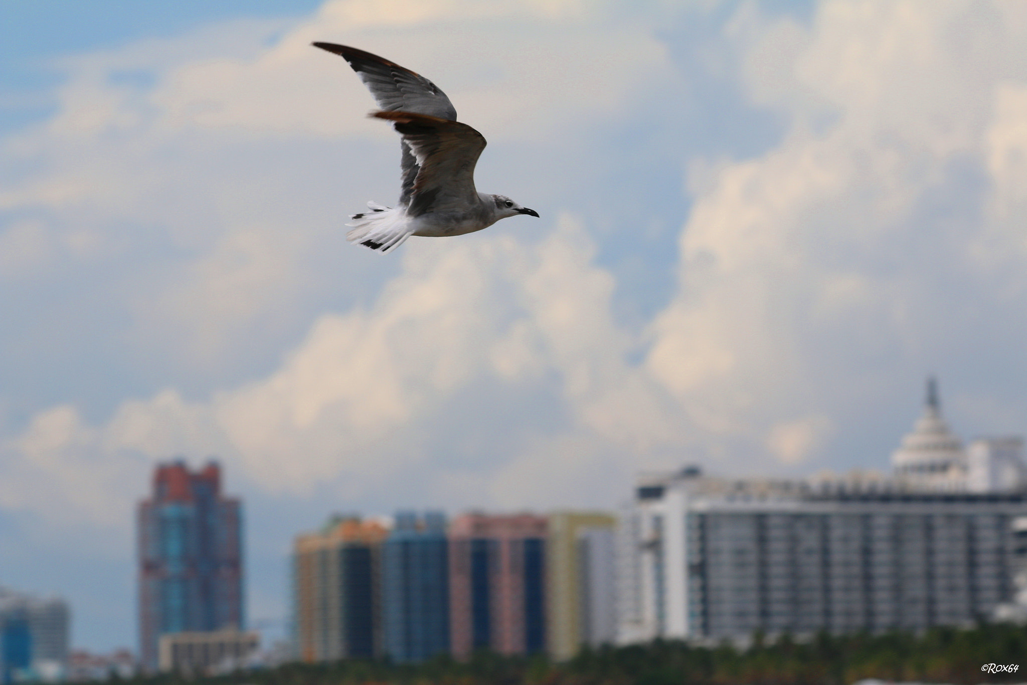 Canon EF 70-300mm F4-5.6 IS USM sample photo. Sightseeing flight over miami beach photography