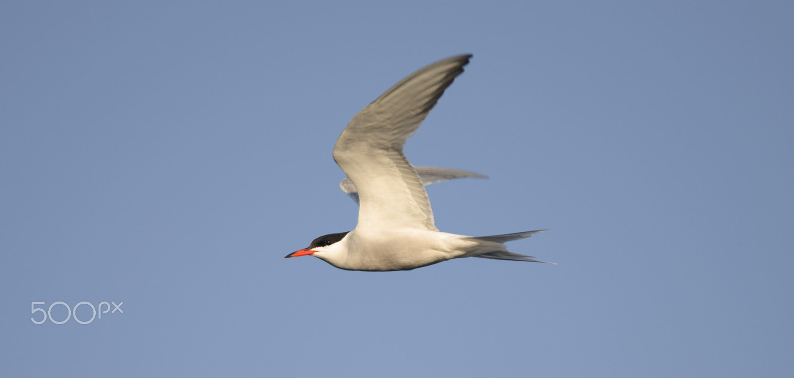 Sigma 120-300mm F2.8 EX DG HSM sample photo. Scouting tern photography
