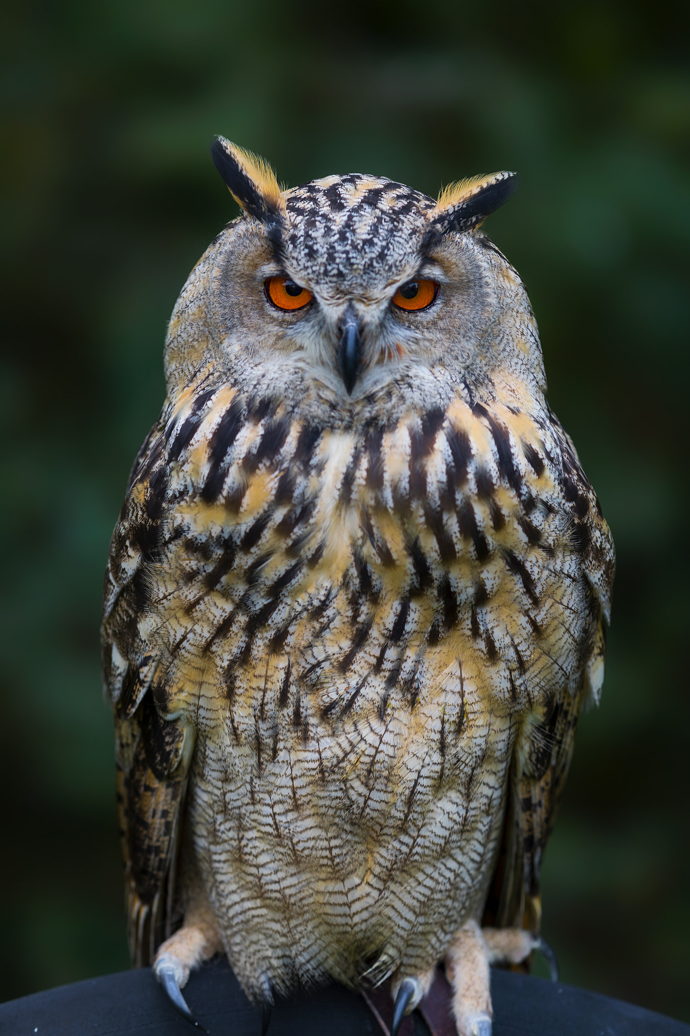 Canon EF 400mm F2.8L IS II USM sample photo. Eagle owl.. photography