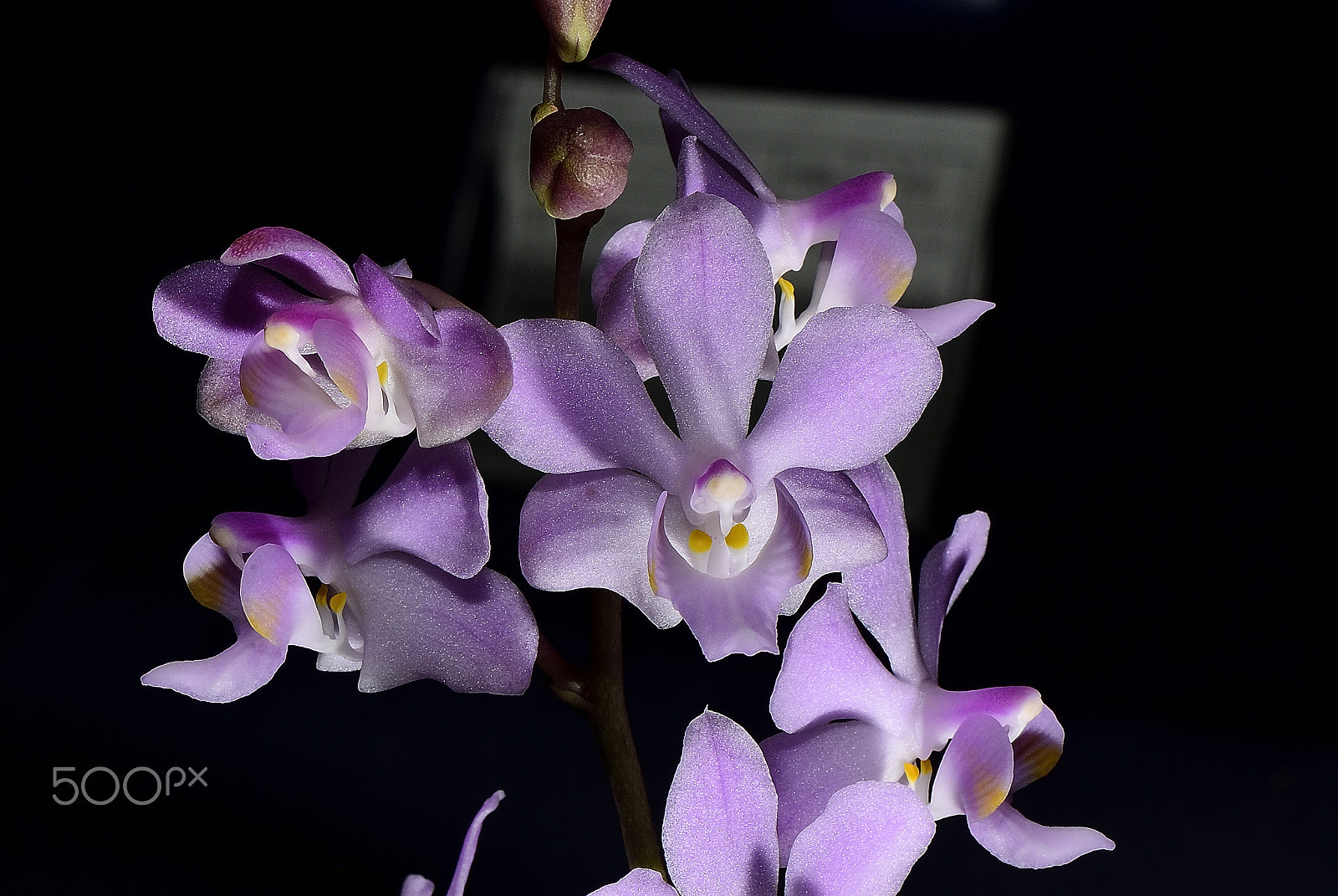 Nikon D200 sample photo. Orchid flower ~ kobe orcha exhibition神戸洋蘭展 ~23 photography