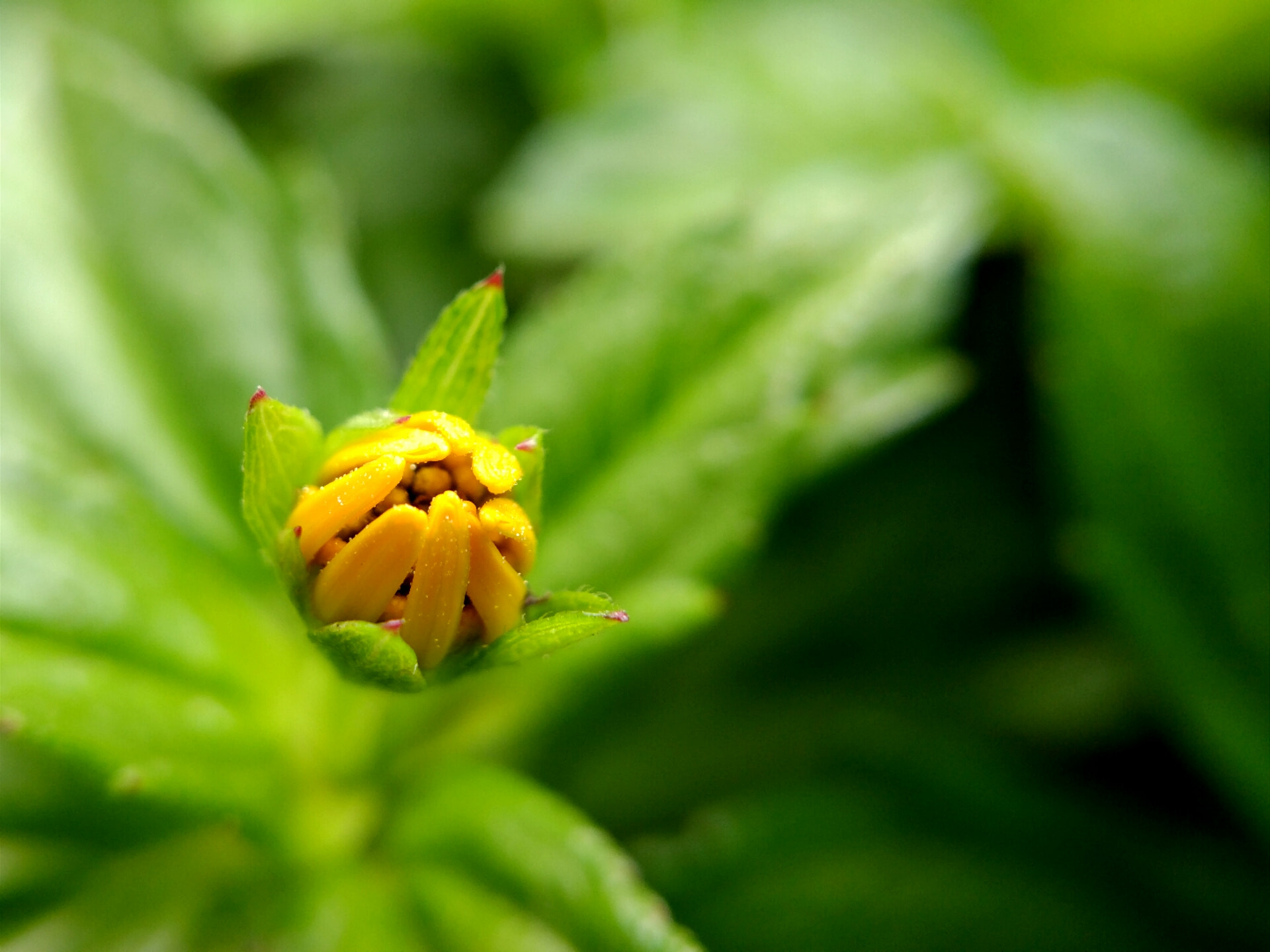 ZTE A2017G sample photo. Super macro photography
