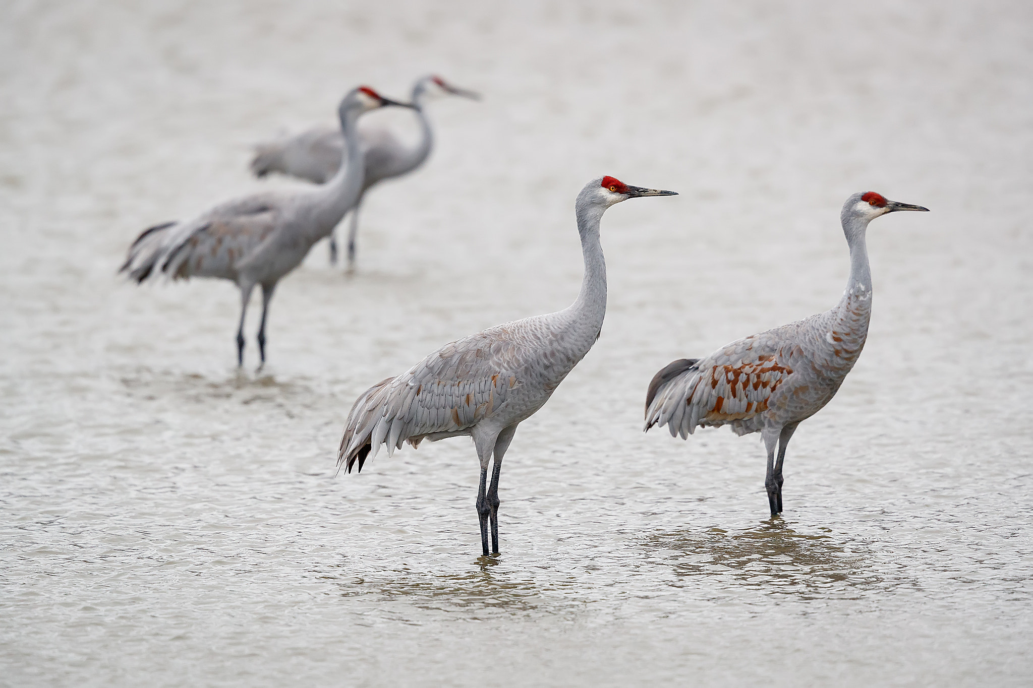 Canon EF 500mm F4L IS II USM sample photo. Grus canadensis photography
