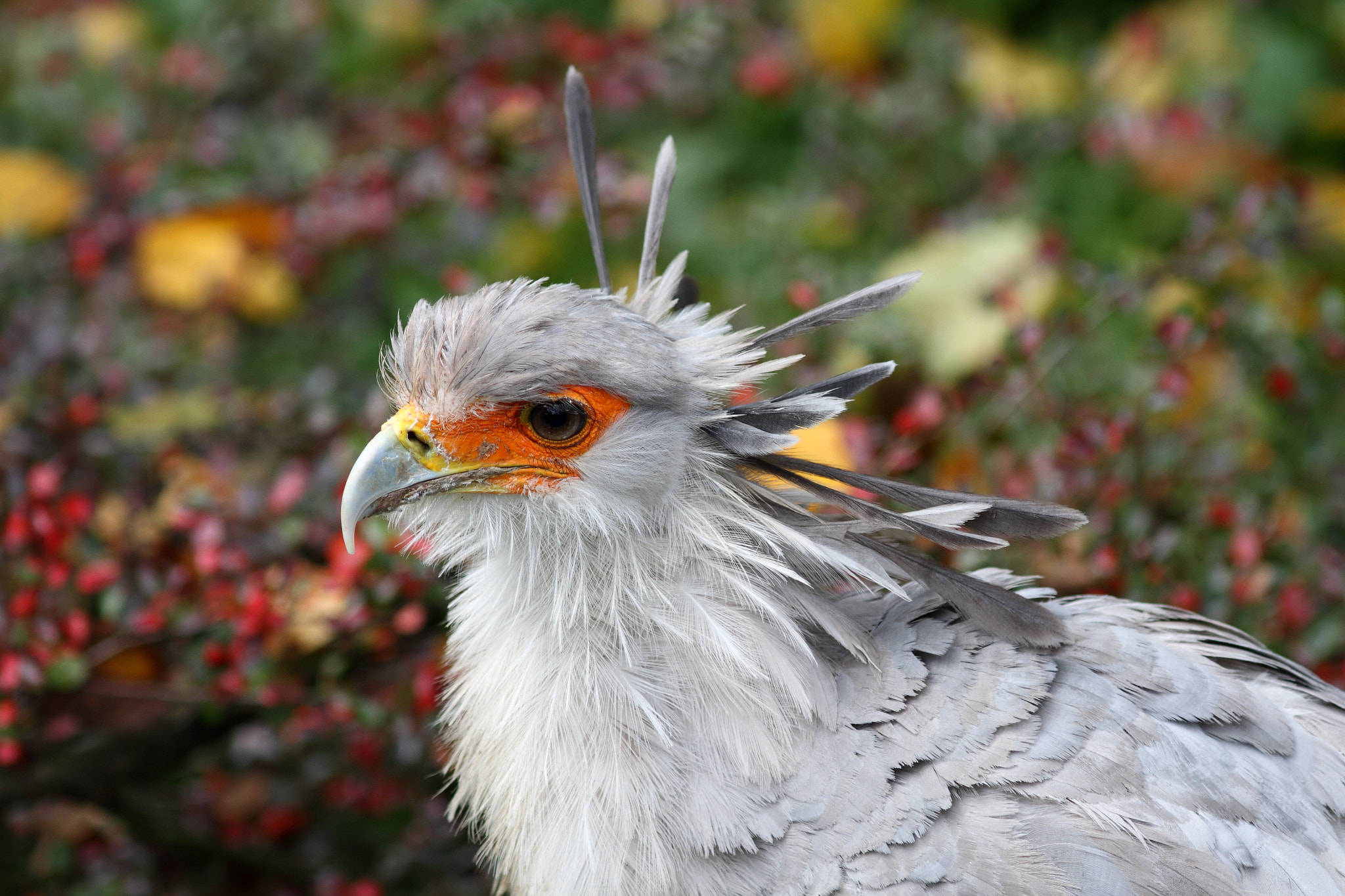 Canon EOS 7D + Canon EF 300mm F4L IS USM sample photo. Secretarybird photography