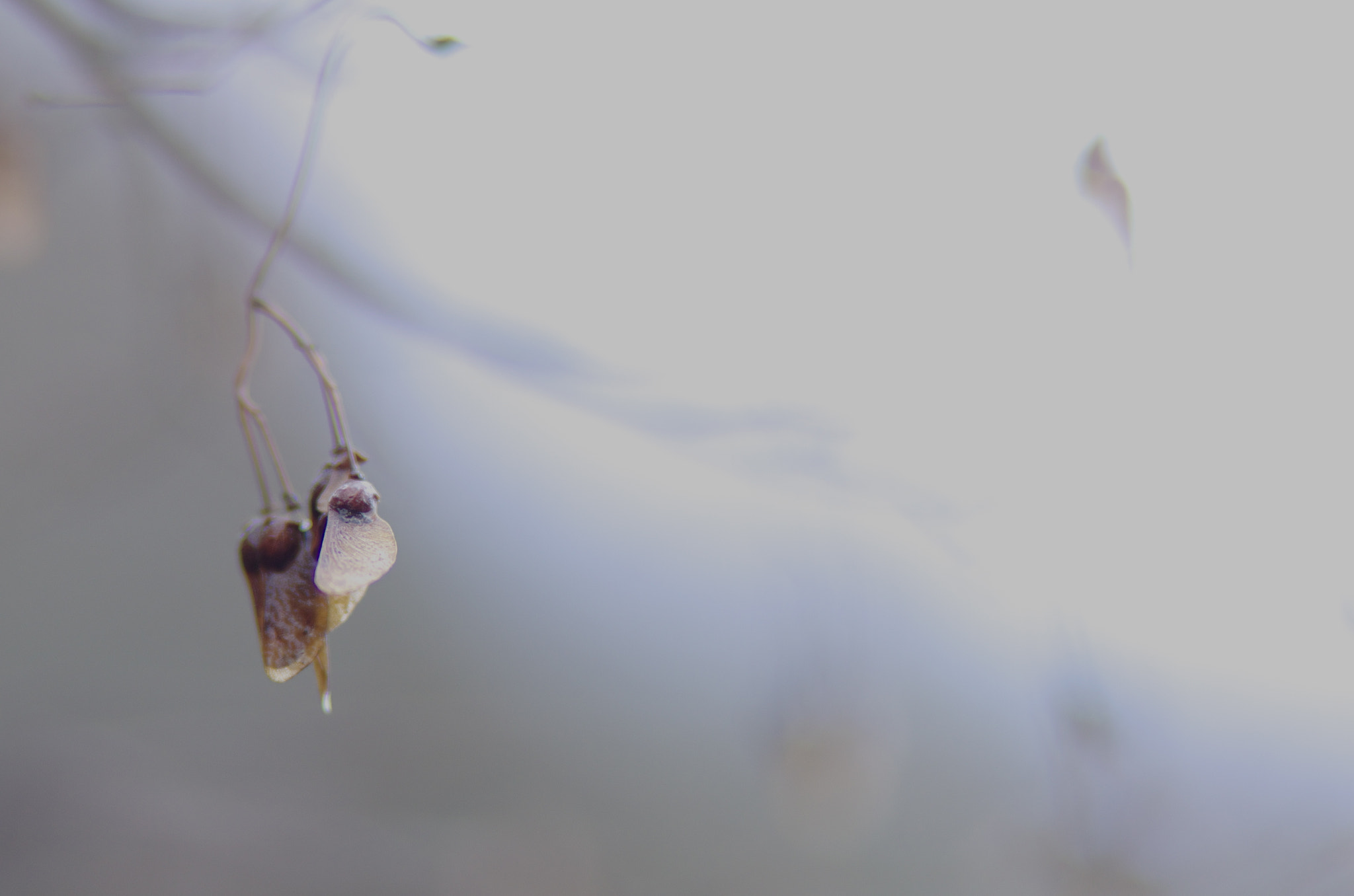 smc PENTAX-FA 135mm F2.8 [IF] sample photo. Maple seeds photography