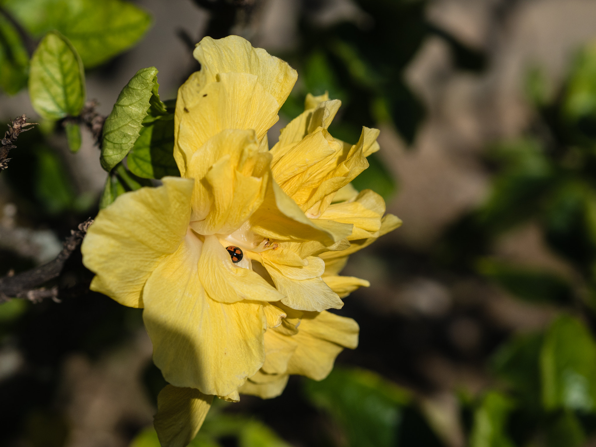 Panasonic Leica DG Nocticron 42.5mm F1.2 ASPH OIS sample photo. Ladybug photography