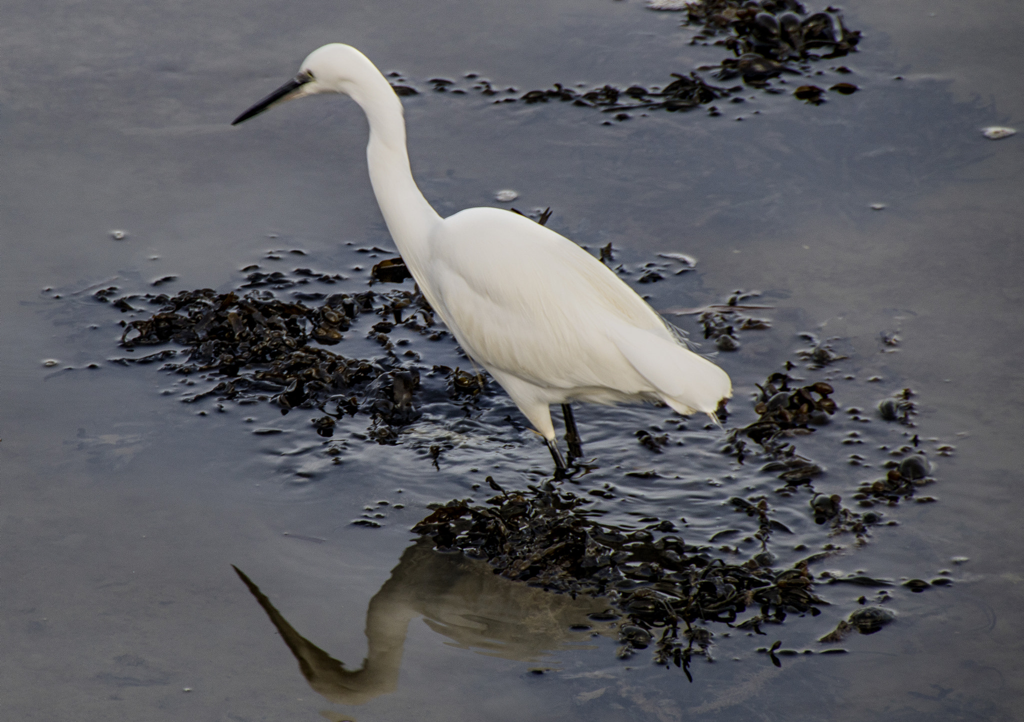 Canon EOS 750D (EOS Rebel T6i / EOS Kiss X8i) sample photo. White beauty photography