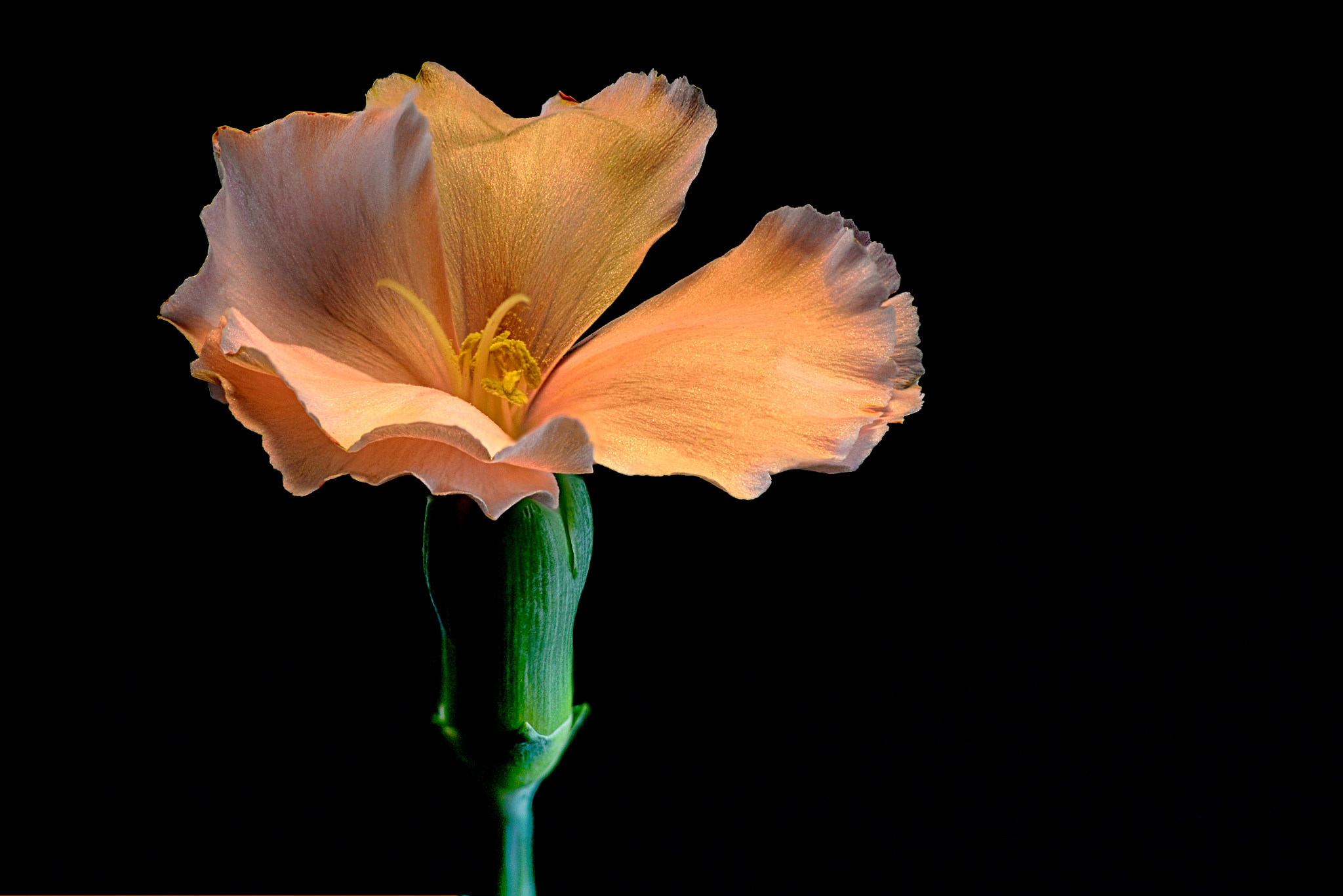 Tokina AT-X Pro 100mm F2.8 Macro sample photo. To be up photography