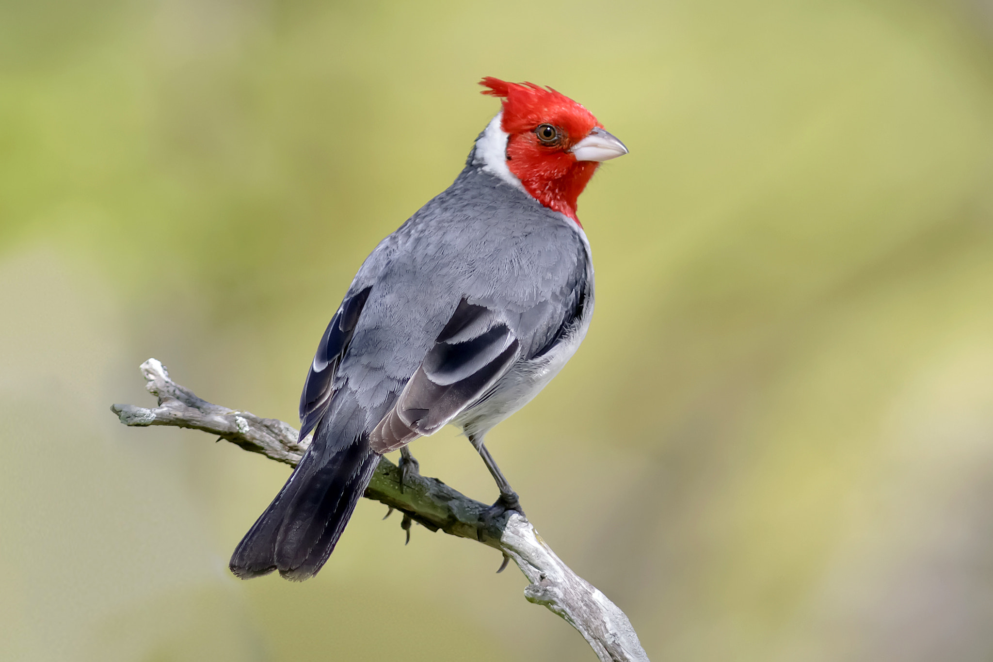 Canon EF 300mm F4L IS USM sample photo. Paroaria coronata cardenal común red crested cardinal photography