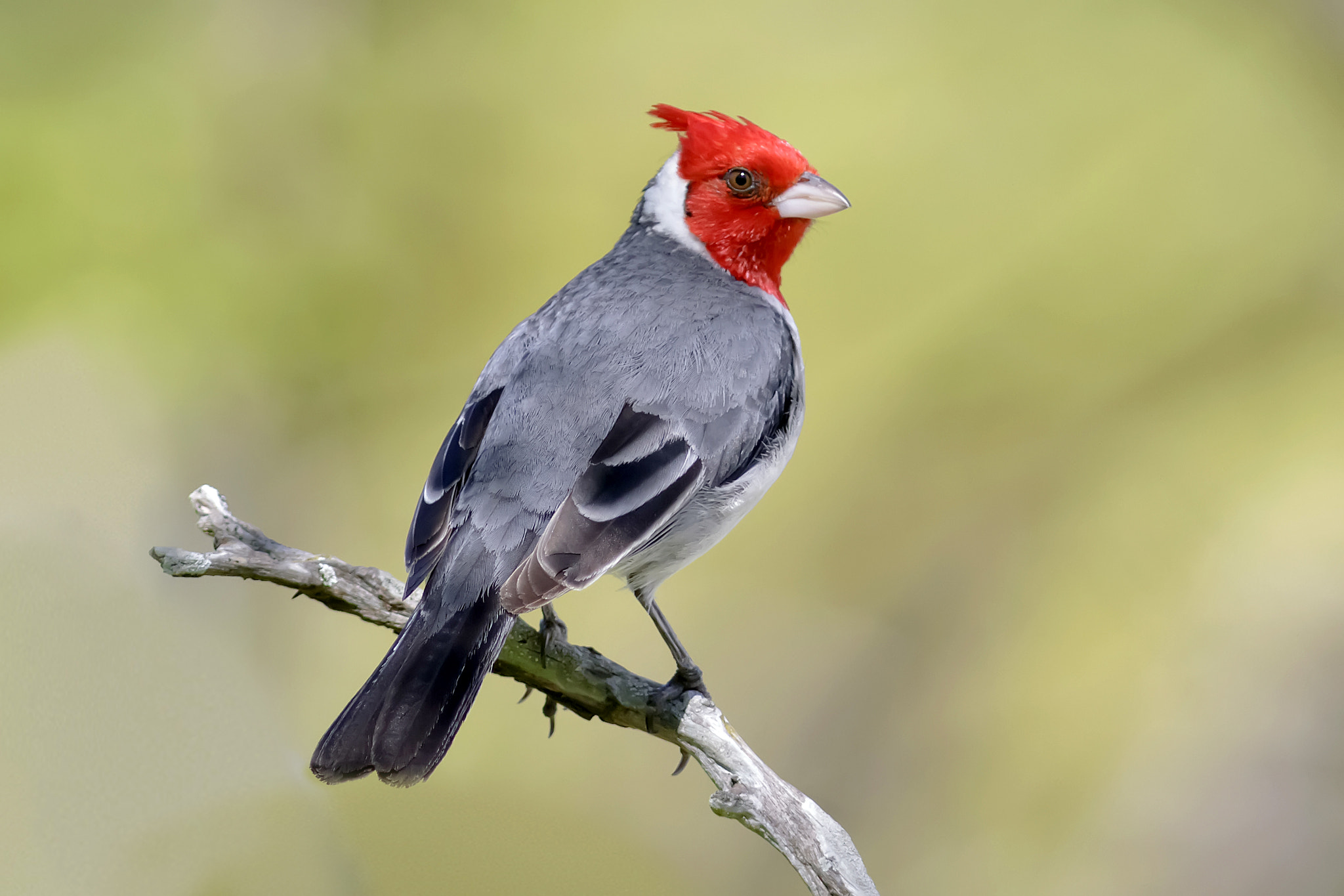 Canon EOS 7D + Canon EF 300mm F4L IS USM sample photo. Paroaria coronata cardenal común red crested cardinal photography