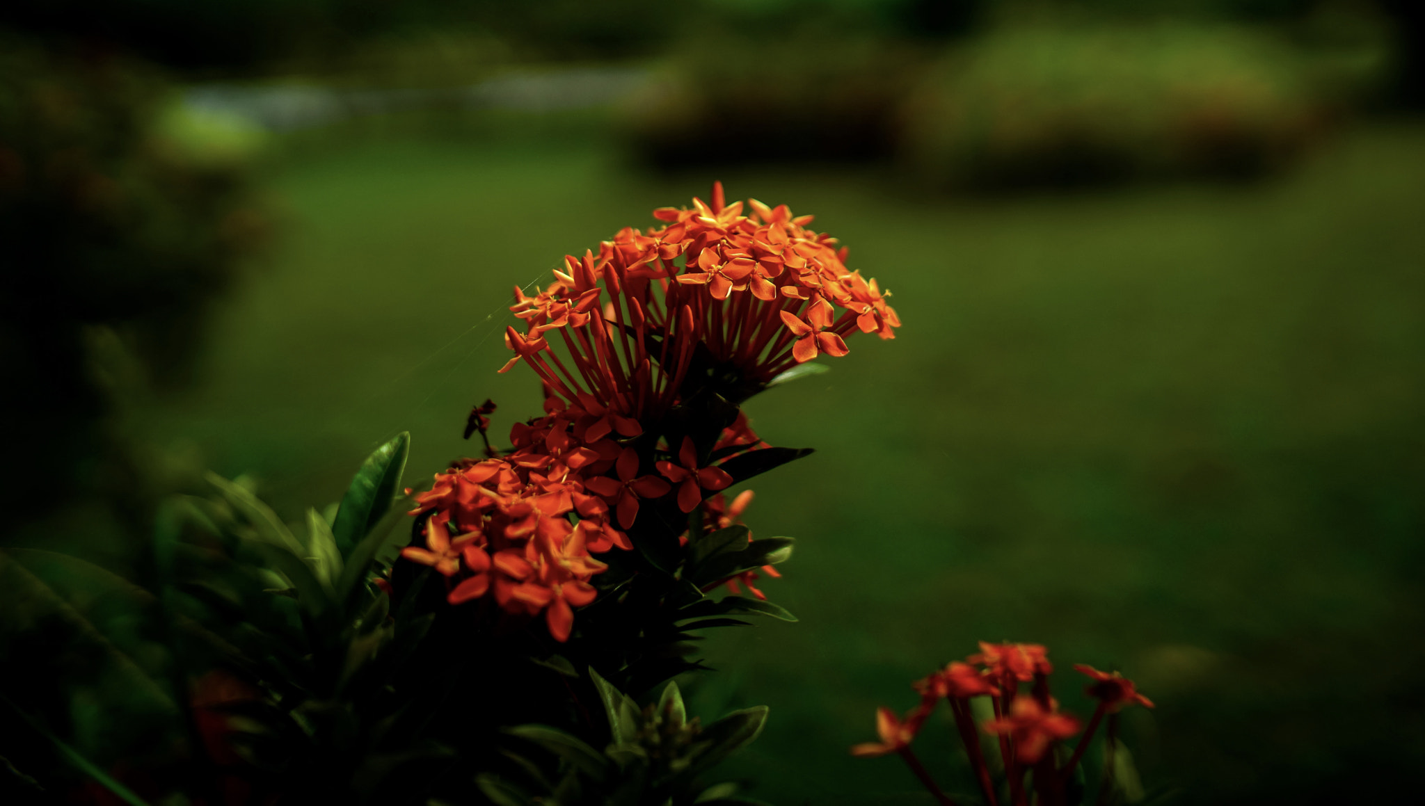 DT 40mm F2.8 SAM sample photo. Orange photography