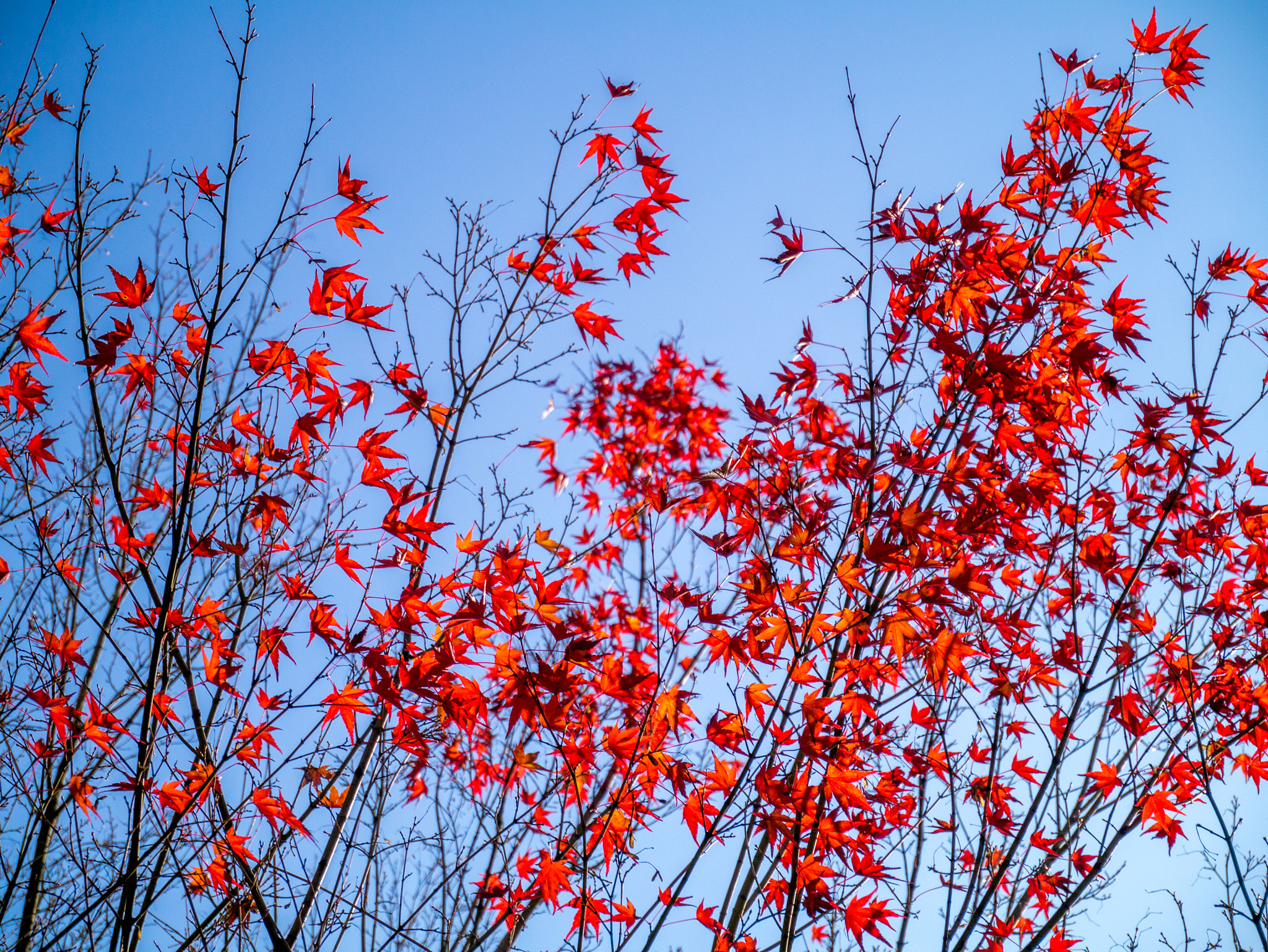 Panasonic Lumix DMC-GX1 + LUMIX G VARIO PZ 14-42/F3.5-5.6 sample photo. Maple photography