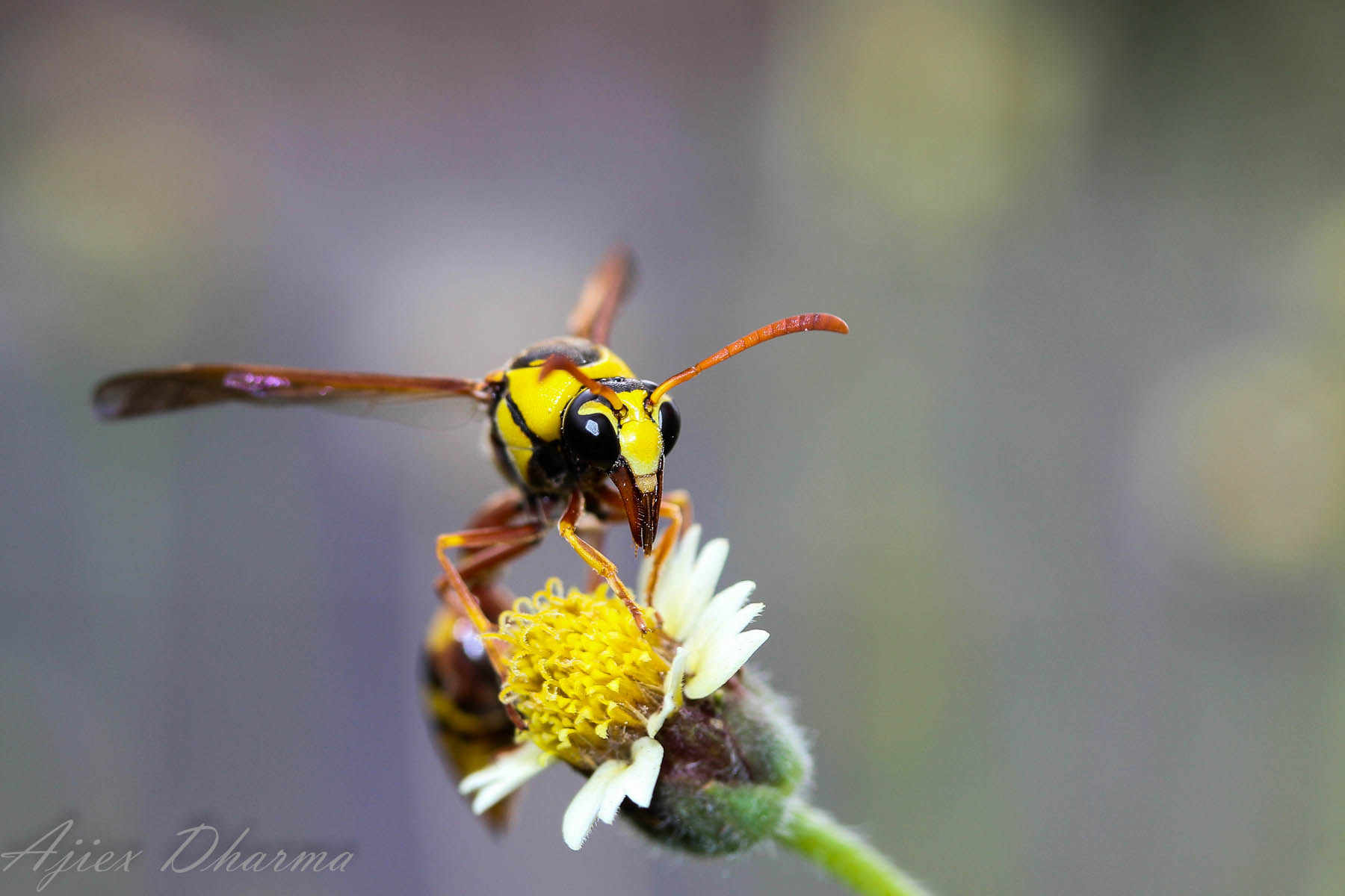 Canon EF-S 60mm F2.8 Macro USM sample photo. Yellow army  photography