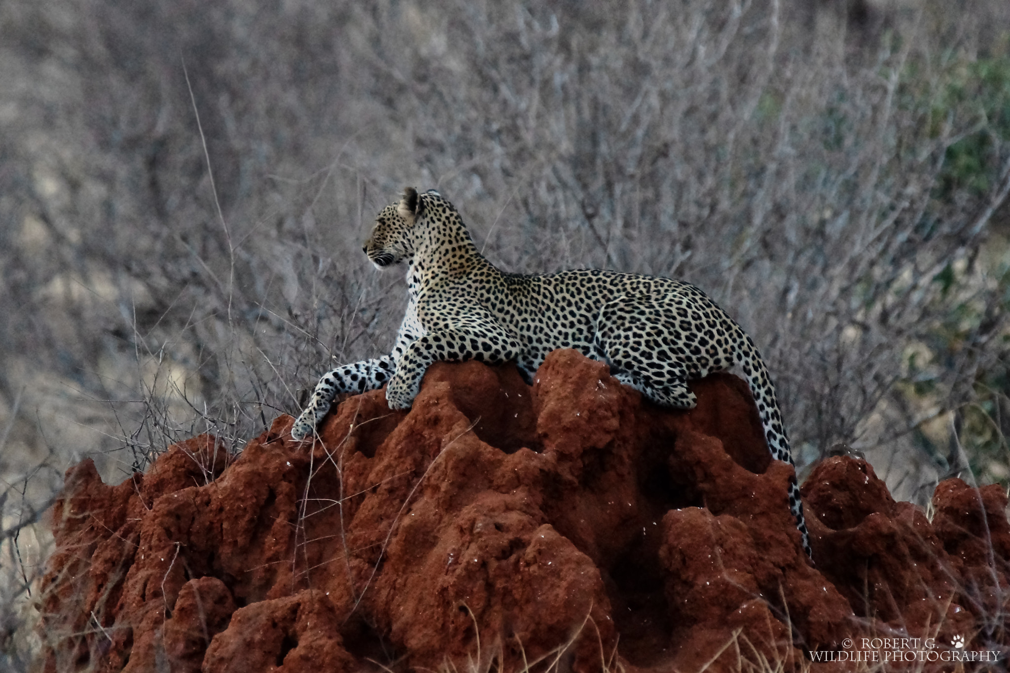 Sony SLT-A77 + Tamron SP 150-600mm F5-6.3 Di VC USD sample photo. Leopard in samburu 2016 photography