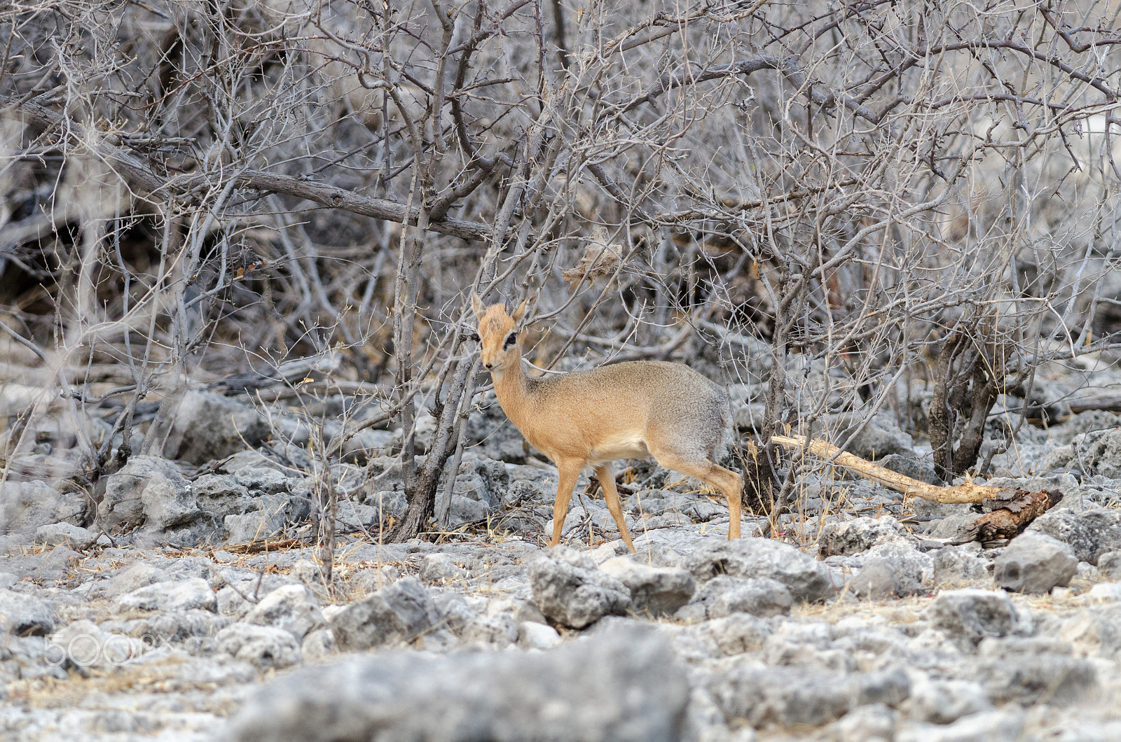 Nikon D7000 sample photo. Dusty dik dik photography