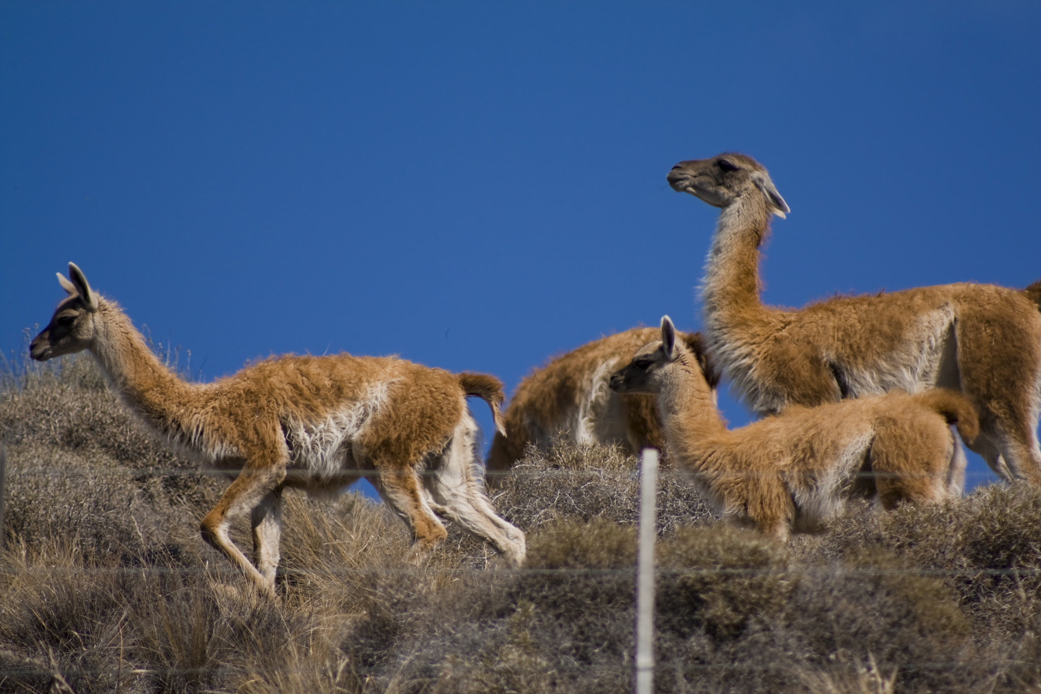 Canon EF 75-300mm f/4-5.6 USM sample photo. Guanacos lv photography