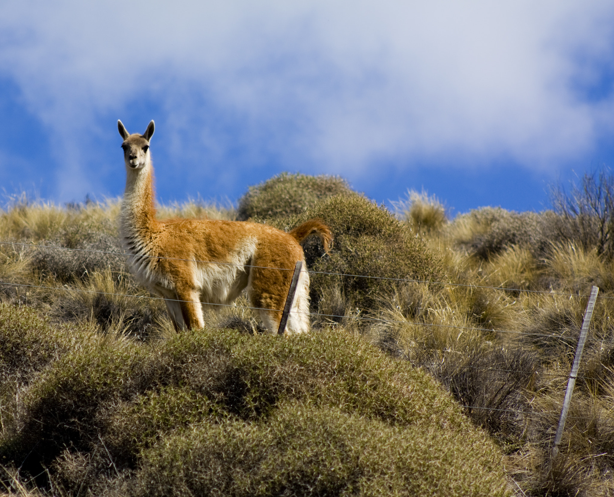 Canon EF 75-300mm f/4-5.6 USM sample photo. Guanacos l photography