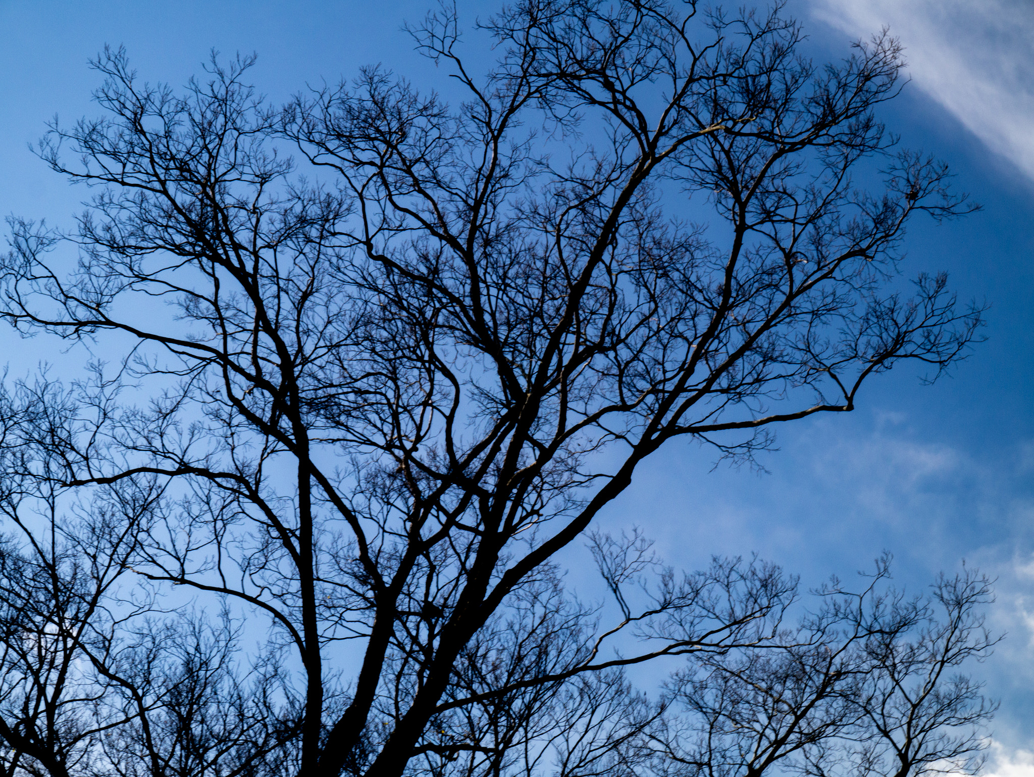 LUMIX G VARIO PZ 14-42/F3.5-5.6 sample photo. Silhouette photography
