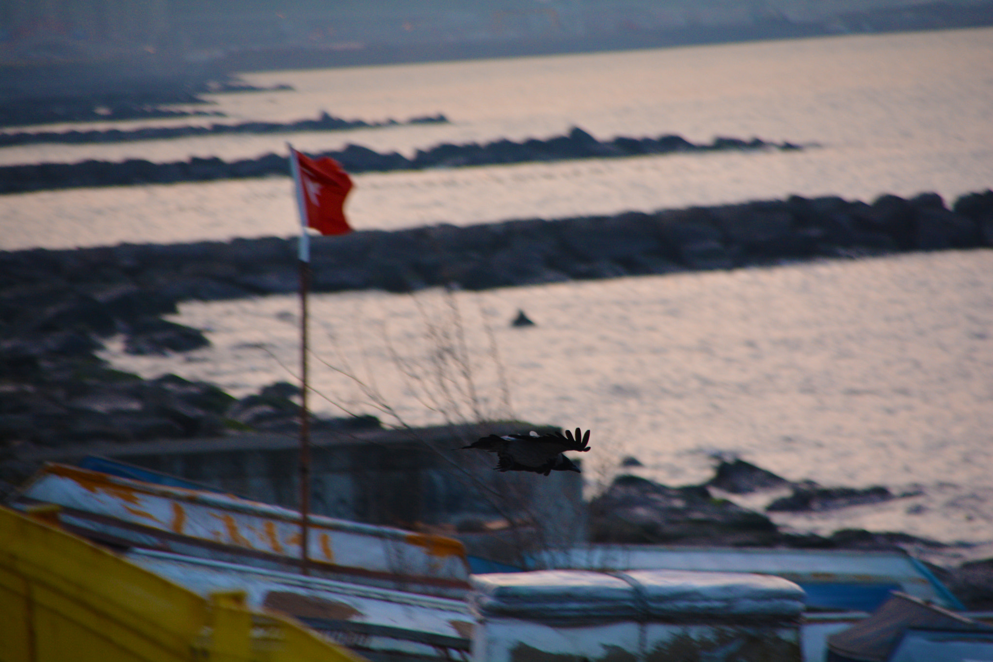 Sigma 28-300mm F3.5-6.3 DG Macro sample photo. Crow photography