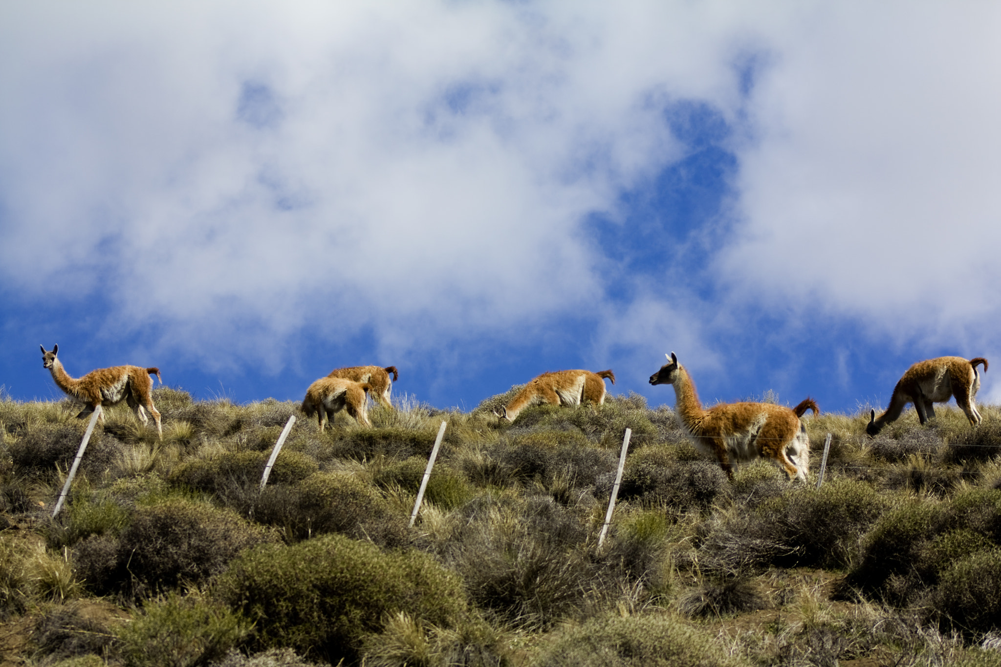 Canon EF 75-300mm f/4-5.6 USM sample photo. Guanacos lll photography