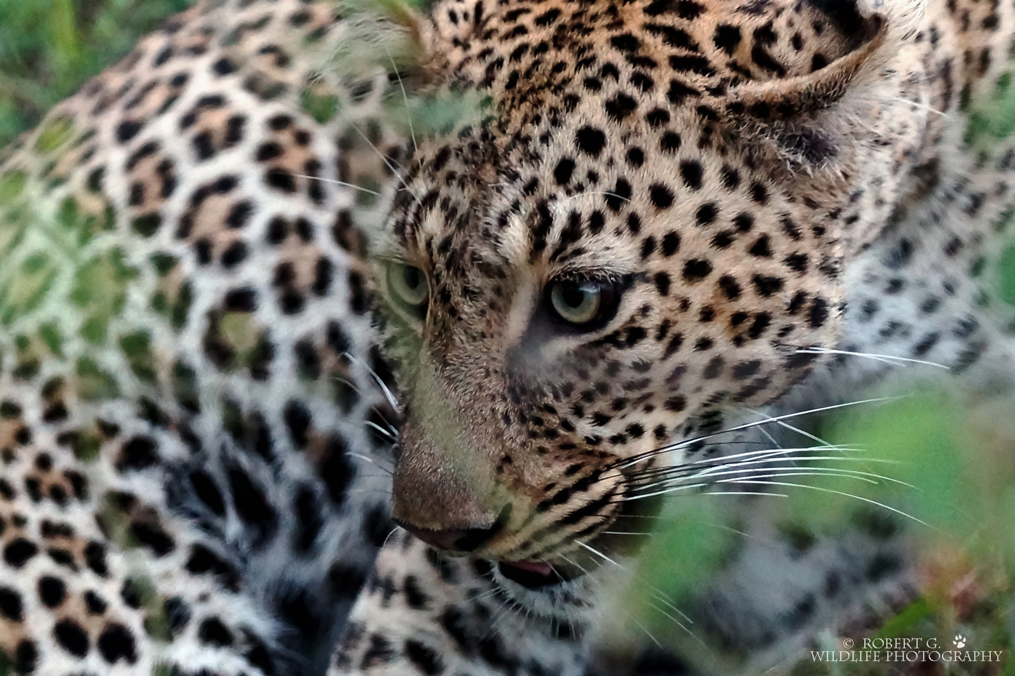 Sony SLT-A77 + Minolta/Sony AF 70-200mm F2.8 G sample photo. Leopard under the bush  masai mara photography