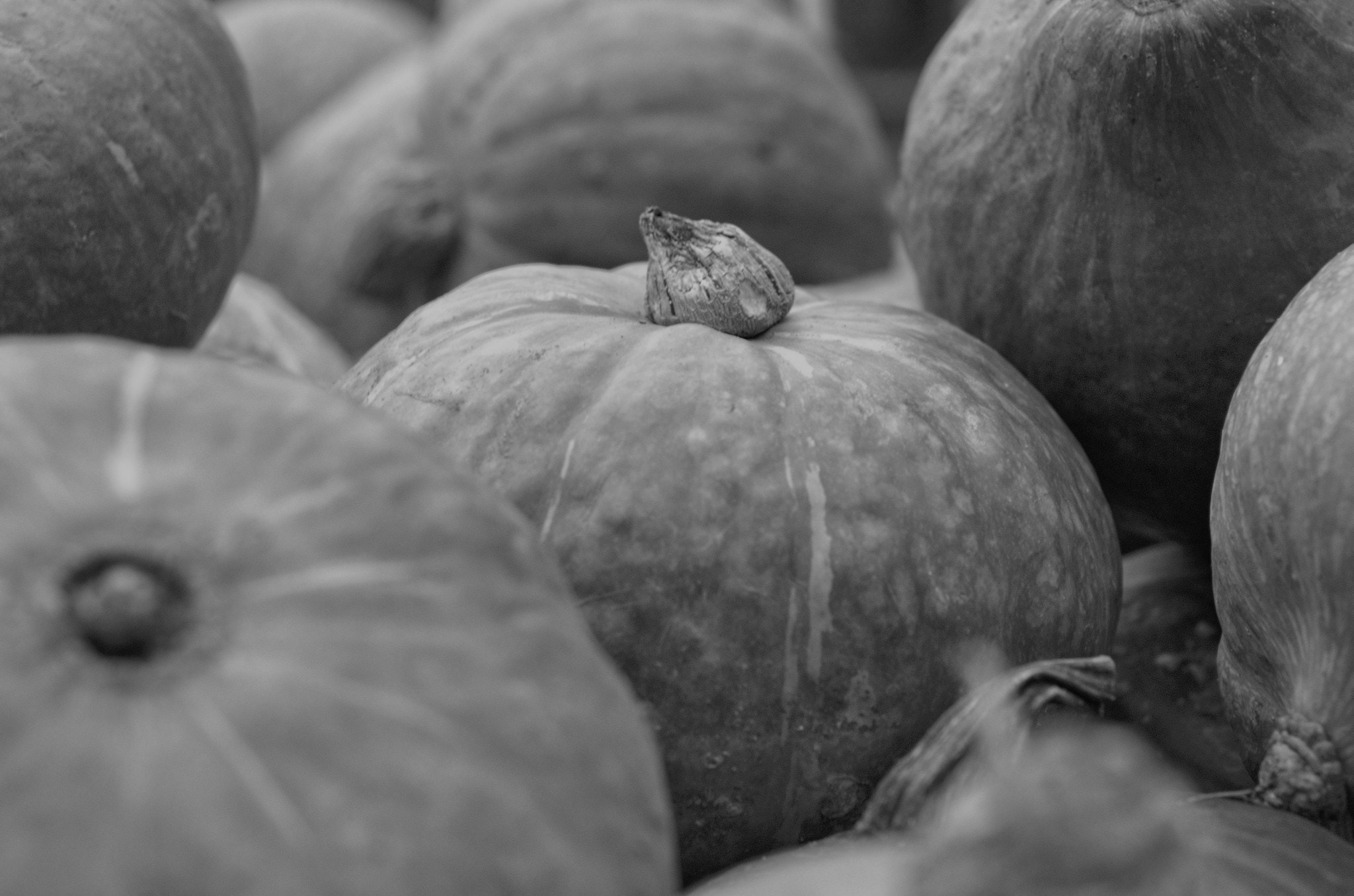 50mm F1.8 sample photo. A pumpkin that is not lonely photography