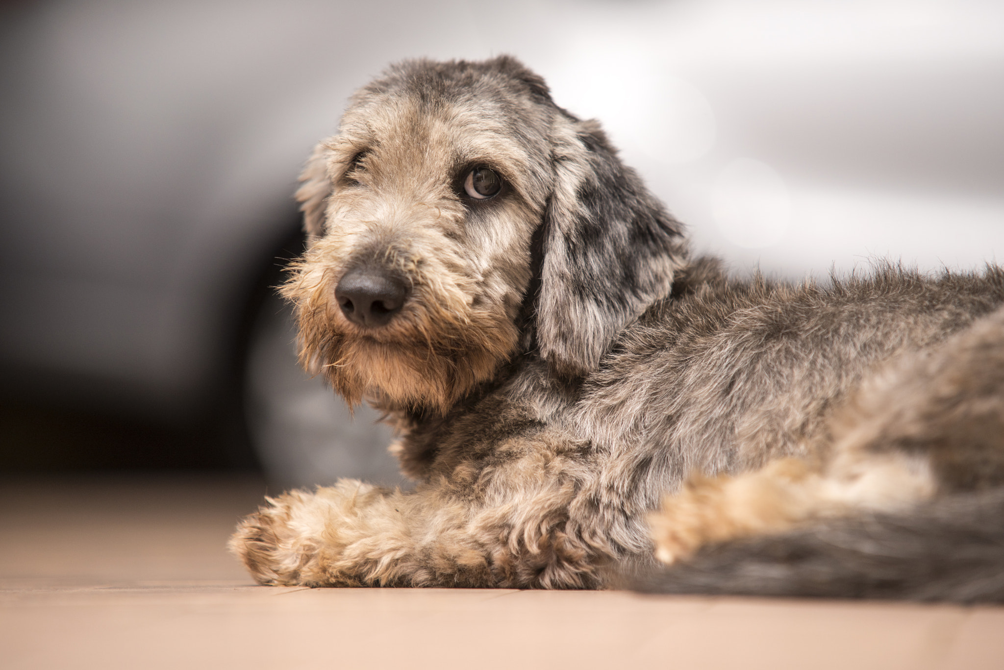Sigma 70-200mm F2.8 EX DG Macro HSM II sample photo. Dog photography