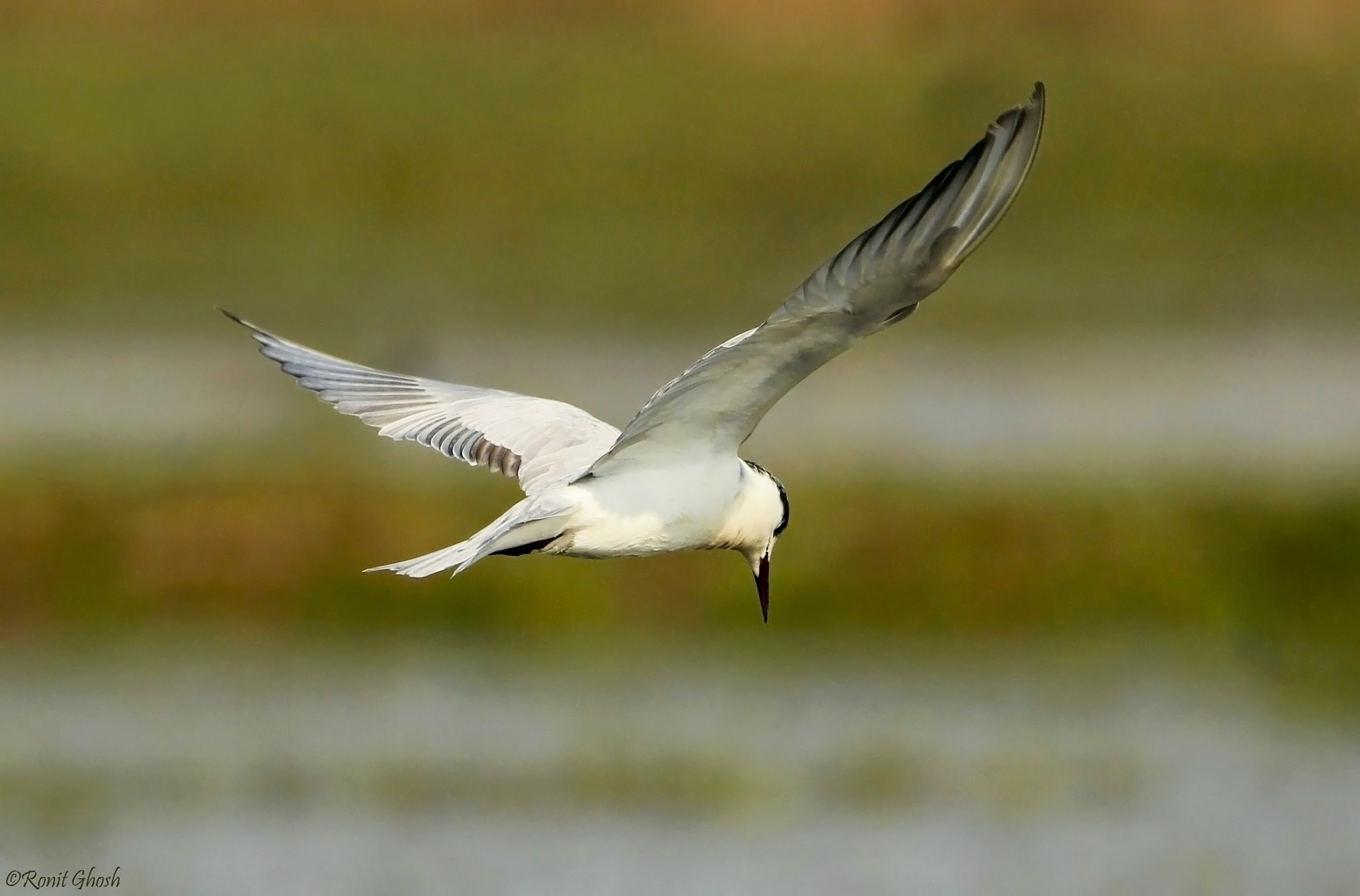 Tamron SP 150-600mm F5-6.3 Di VC USD sample photo. Whiskered tern in flight. photography