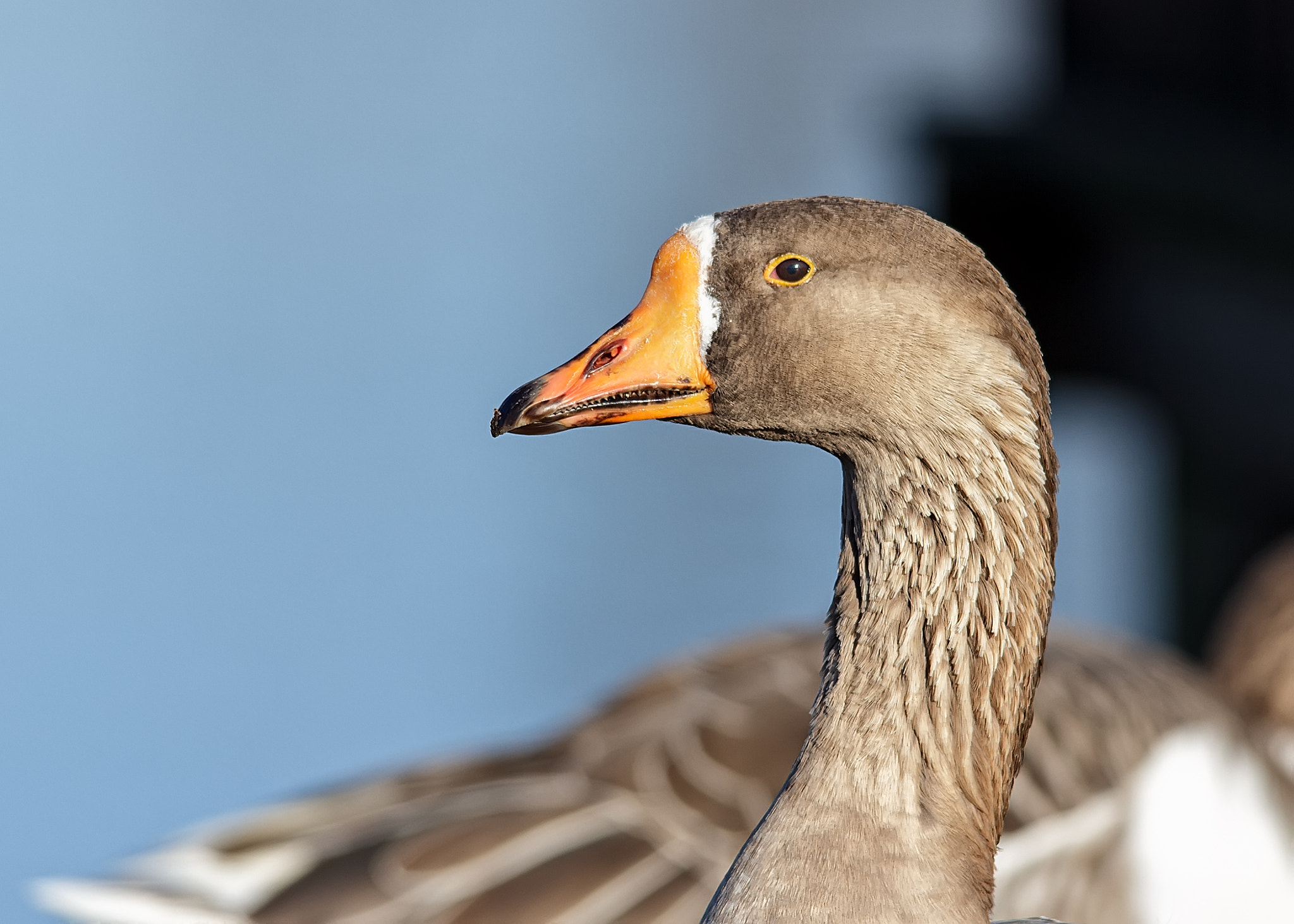 Sigma 150-500mm F5-6.3 DG OS HSM sample photo. Goose photography