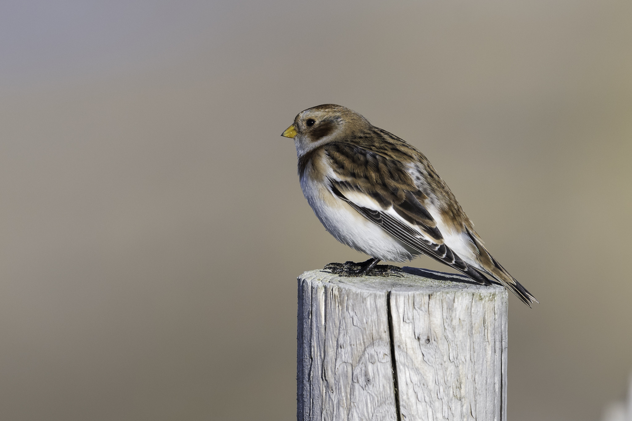 Nikon AF-S Nikkor 500mm F4E FL ED VR sample photo. Dsc photography