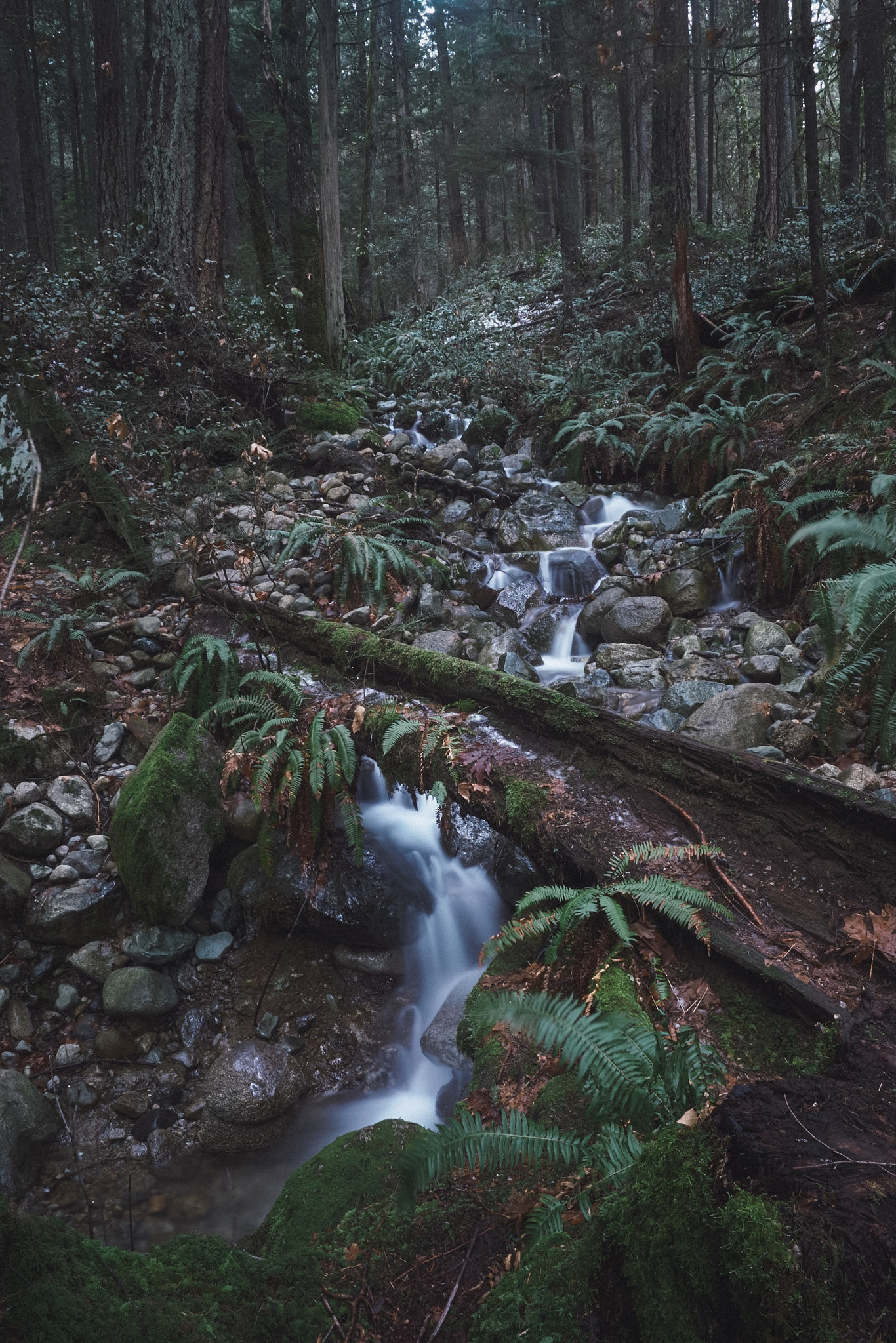 Sony a6000 + Sony Vario-Tessar T* FE 16-35mm F4 ZA OSS sample photo. Quarry rock trail in north vancouver. photography