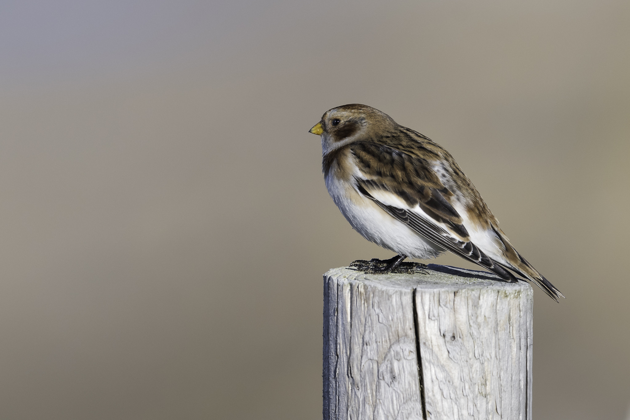 Nikon AF-S Nikkor 500mm F4E FL ED VR sample photo. Dsc photography