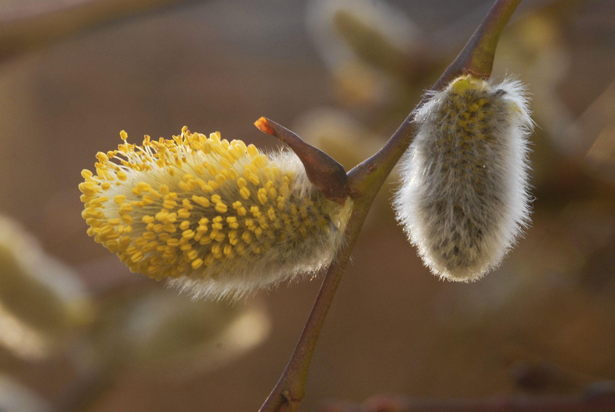 Nikon D200 + Sigma 105mm F2.8 EX DG Macro sample photo. Por photography