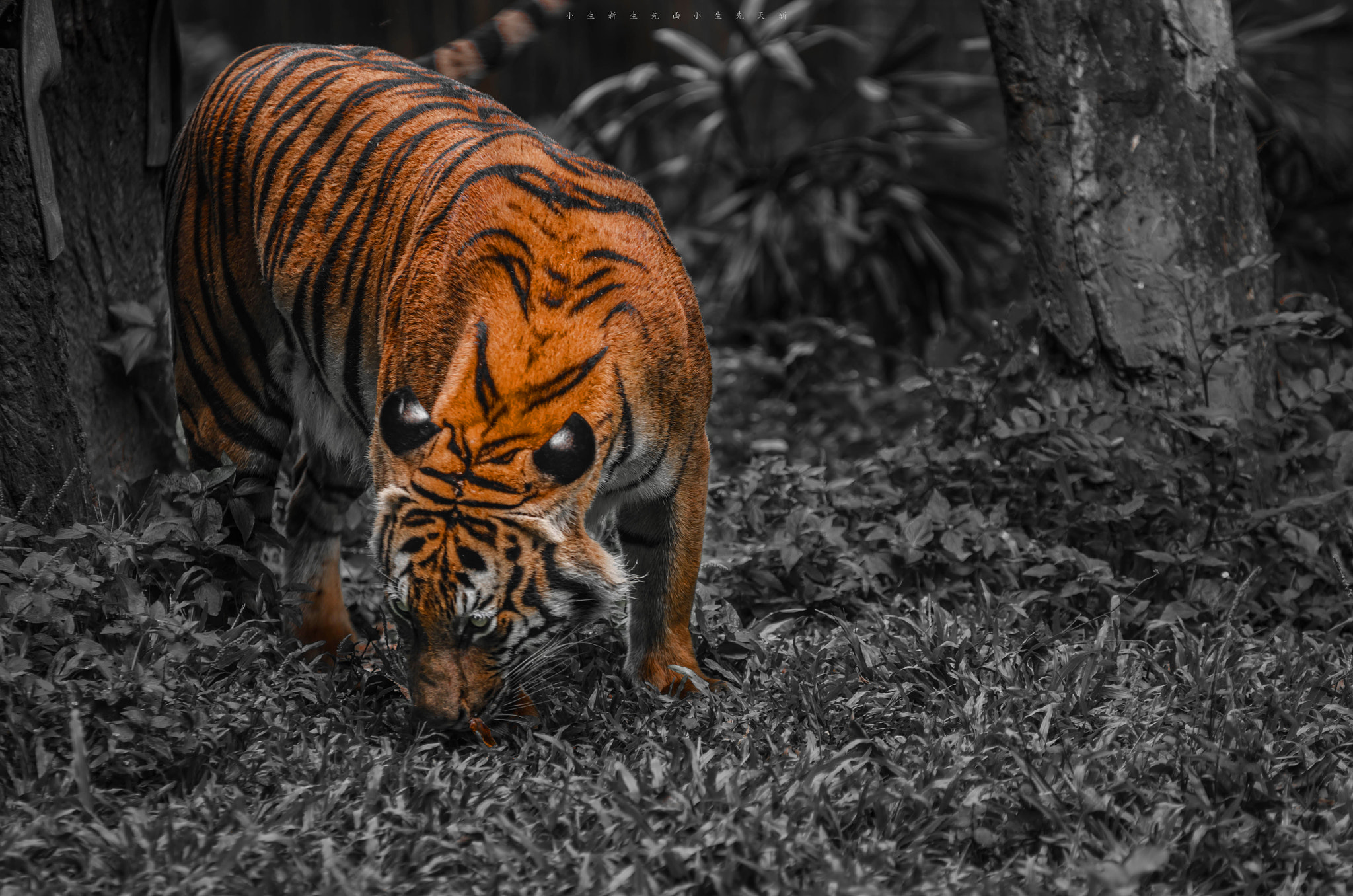 Nikon D7000 sample photo. Malayan tiger photography