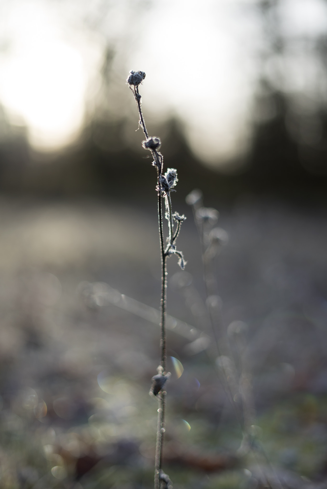 Sony FE 50mm F1.8 sample photo. L'Étoile du matin photography