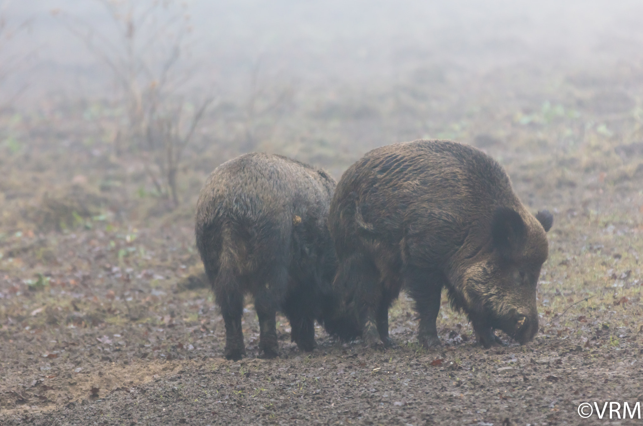 Canon EF 70-200mm F2.8L IS II USM sample photo. Sus scrofa photography