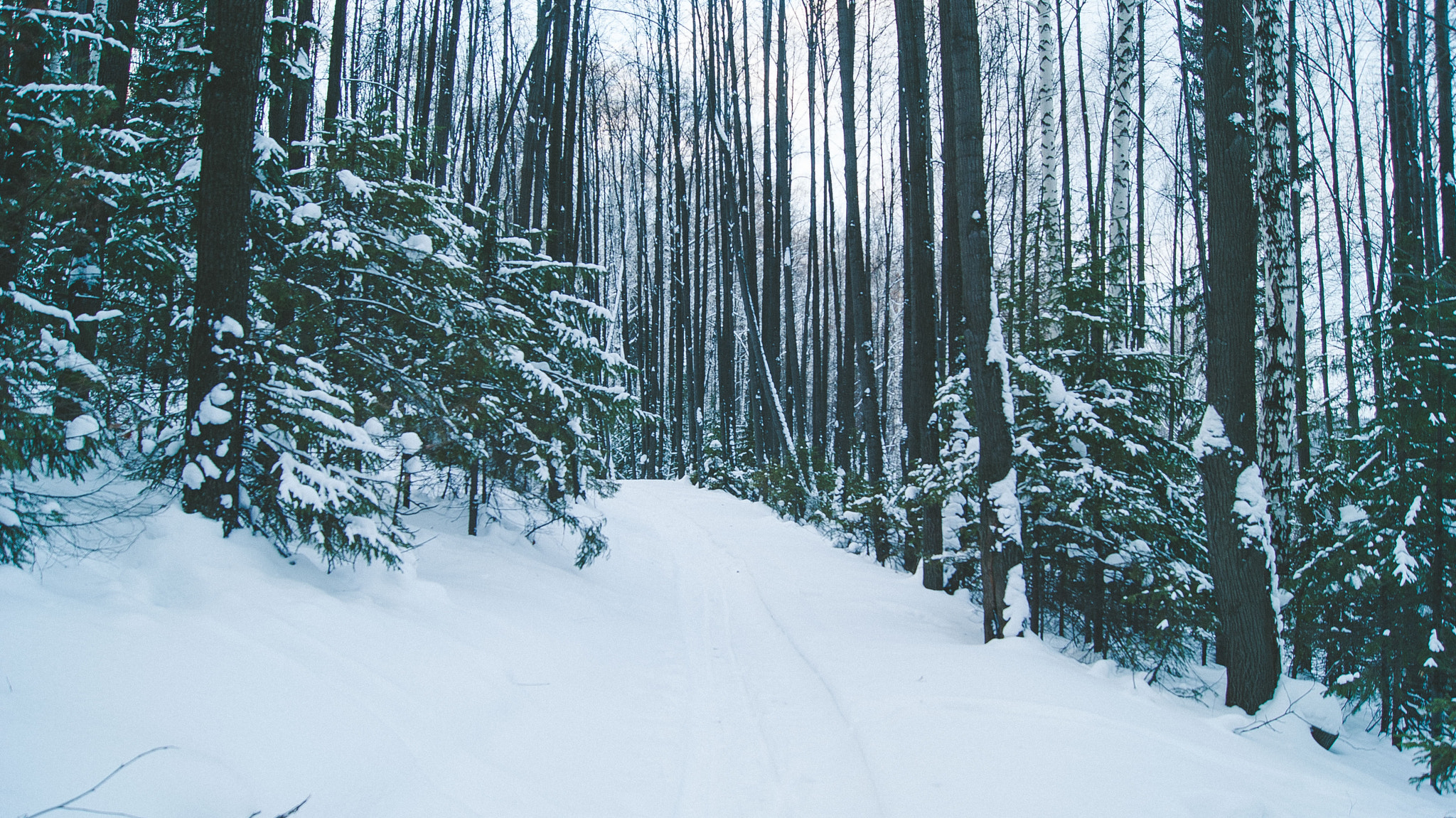 Sony Alpha DSLR-A330 sample photo. Snow forest. photography